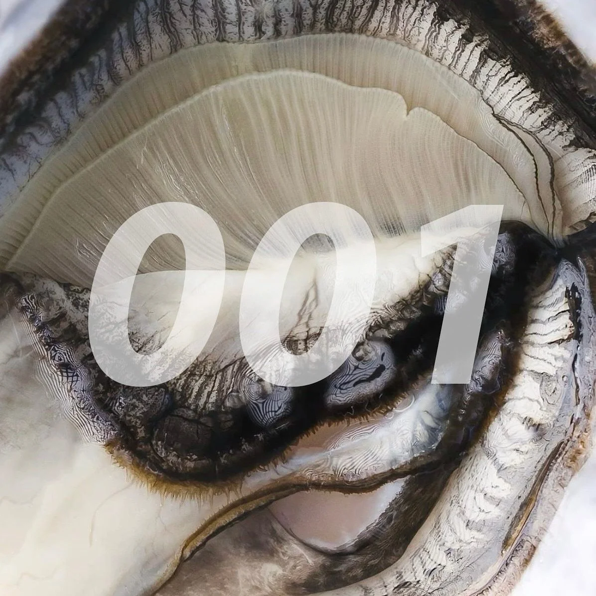 Brain Damage 001

tags: heady, psychedelic, sample-based Underground Rap 

LIYL: Earl Sweatshirt, MIKE, Armand Hammer, AKAI SOLO, Pink Siifu

Underground Rap has carved out its own lane as an abstract, cerebral, boundary-defying genre that rejects ma