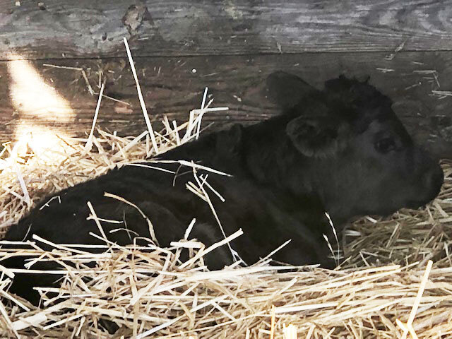 black-calf-in-straw.jpg