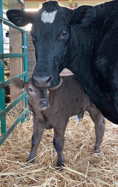 cow-mama-and-calf.jpg