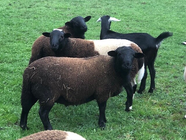 katahdin-dorper-ewes-and-goat.jpeg