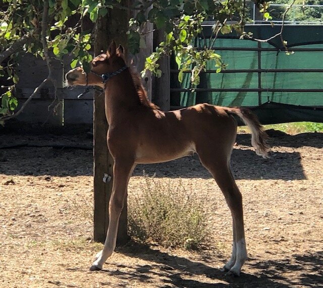 Checking out the apple tree with his new halter!