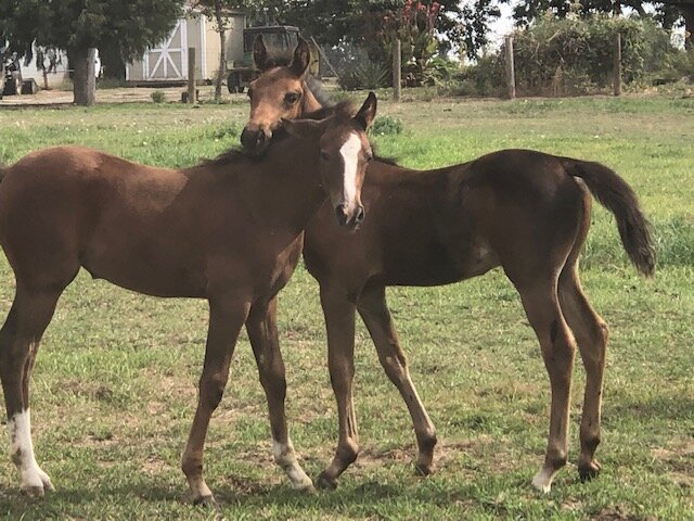 RCR Doran’s Soul Mate: Doran x Soul Mate (Wiking x CR Gal Friendly / Sam Tiki x Peptonova)