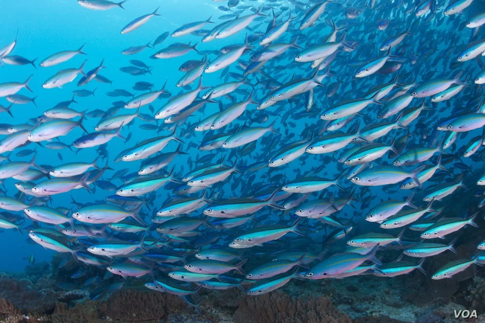 fish.jpg