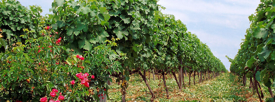 ligas vyd.jpg