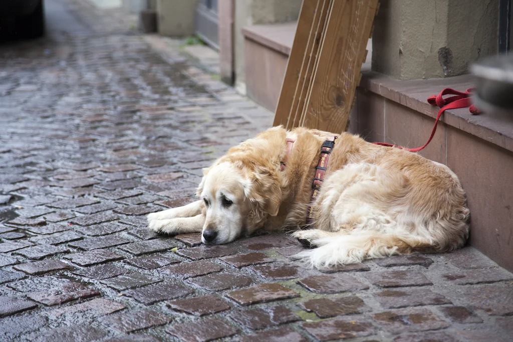 Colmar-5.jpg