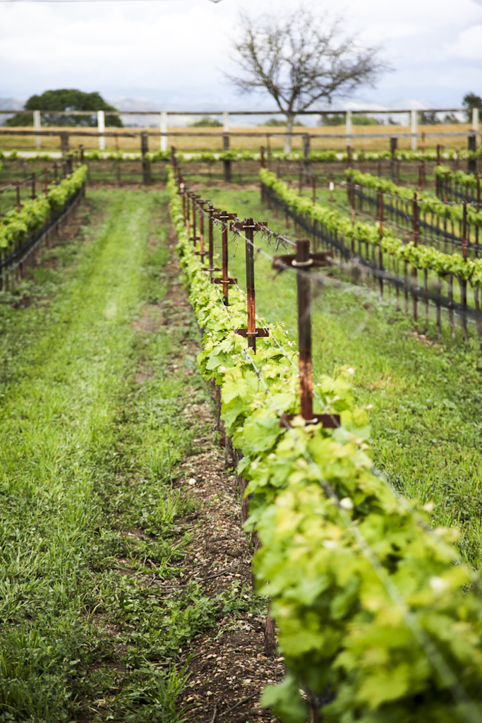 Vineyard.jpg
