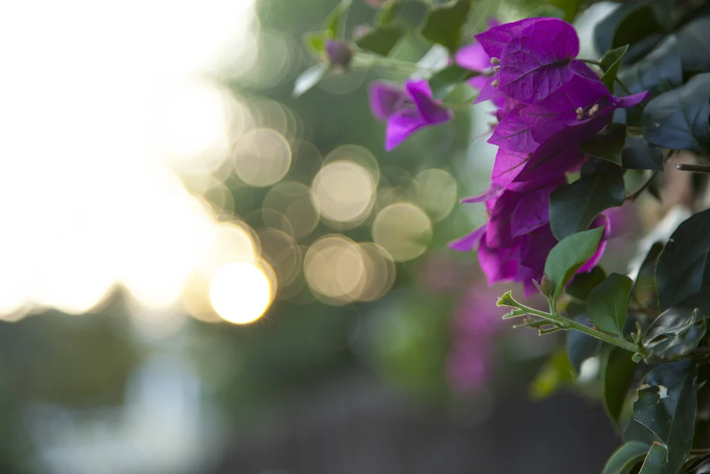 Purple Ivy.jpg