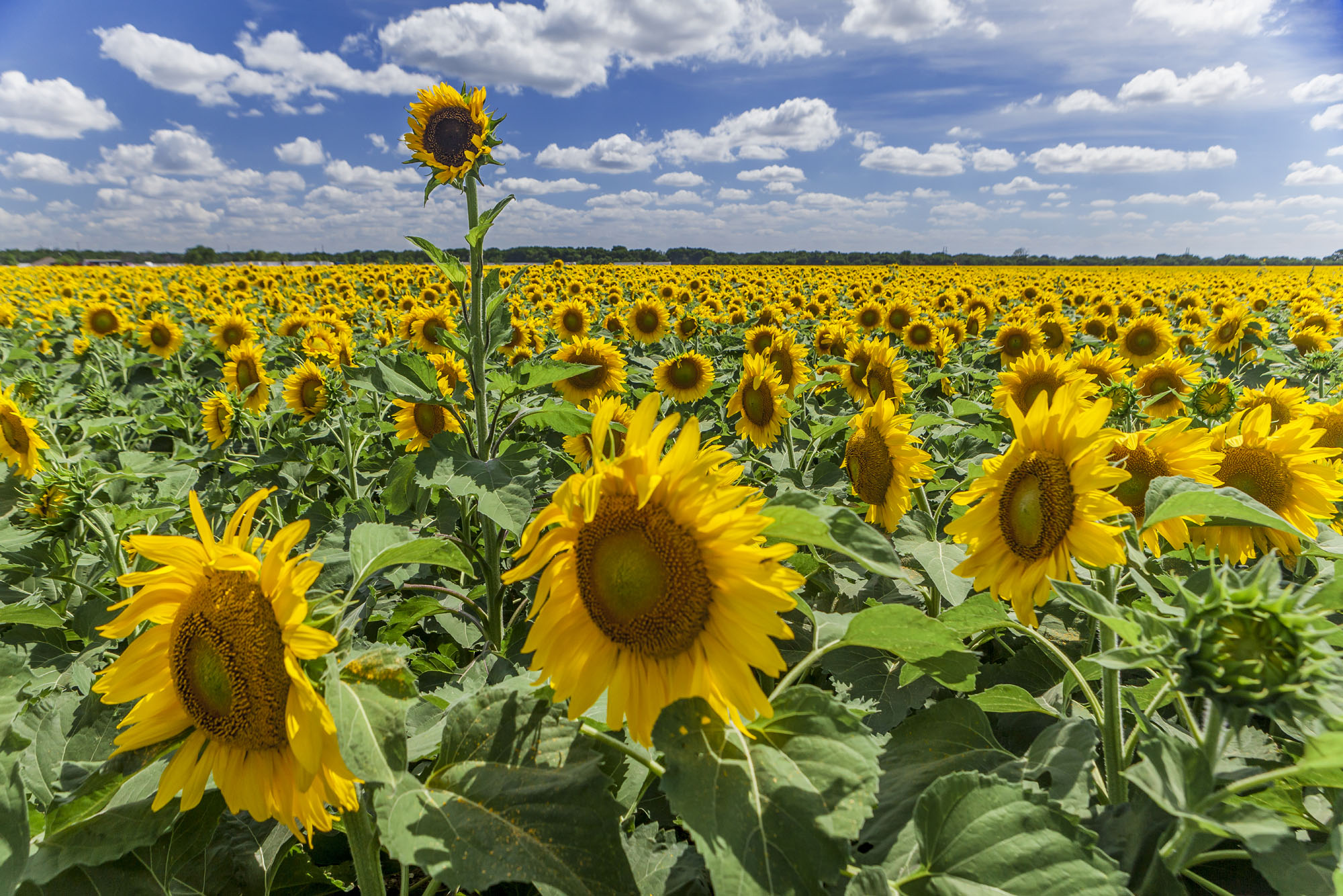 Sunflowers Wax 2015.jpg