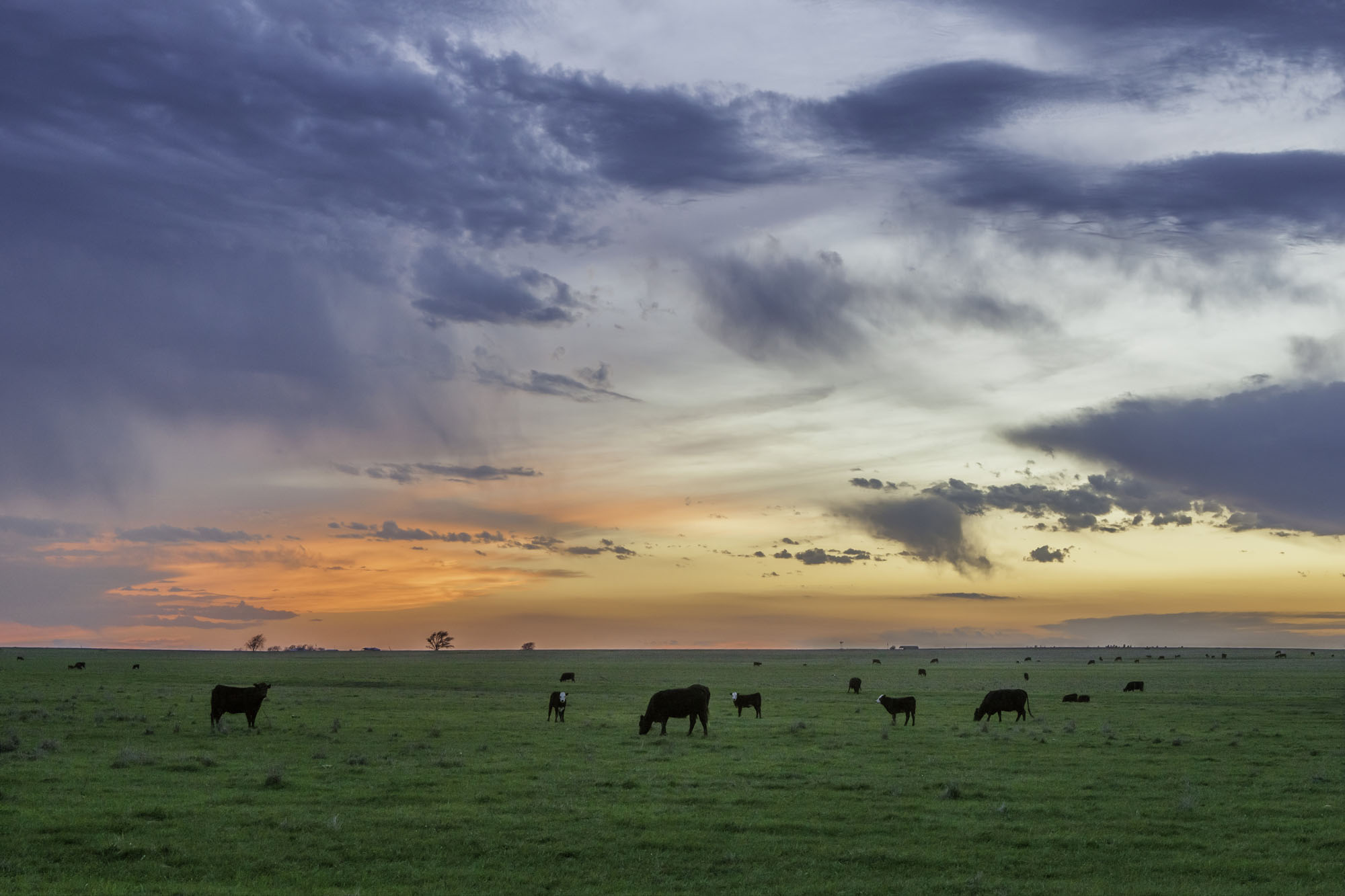 Best Cows & Sunset.jpg