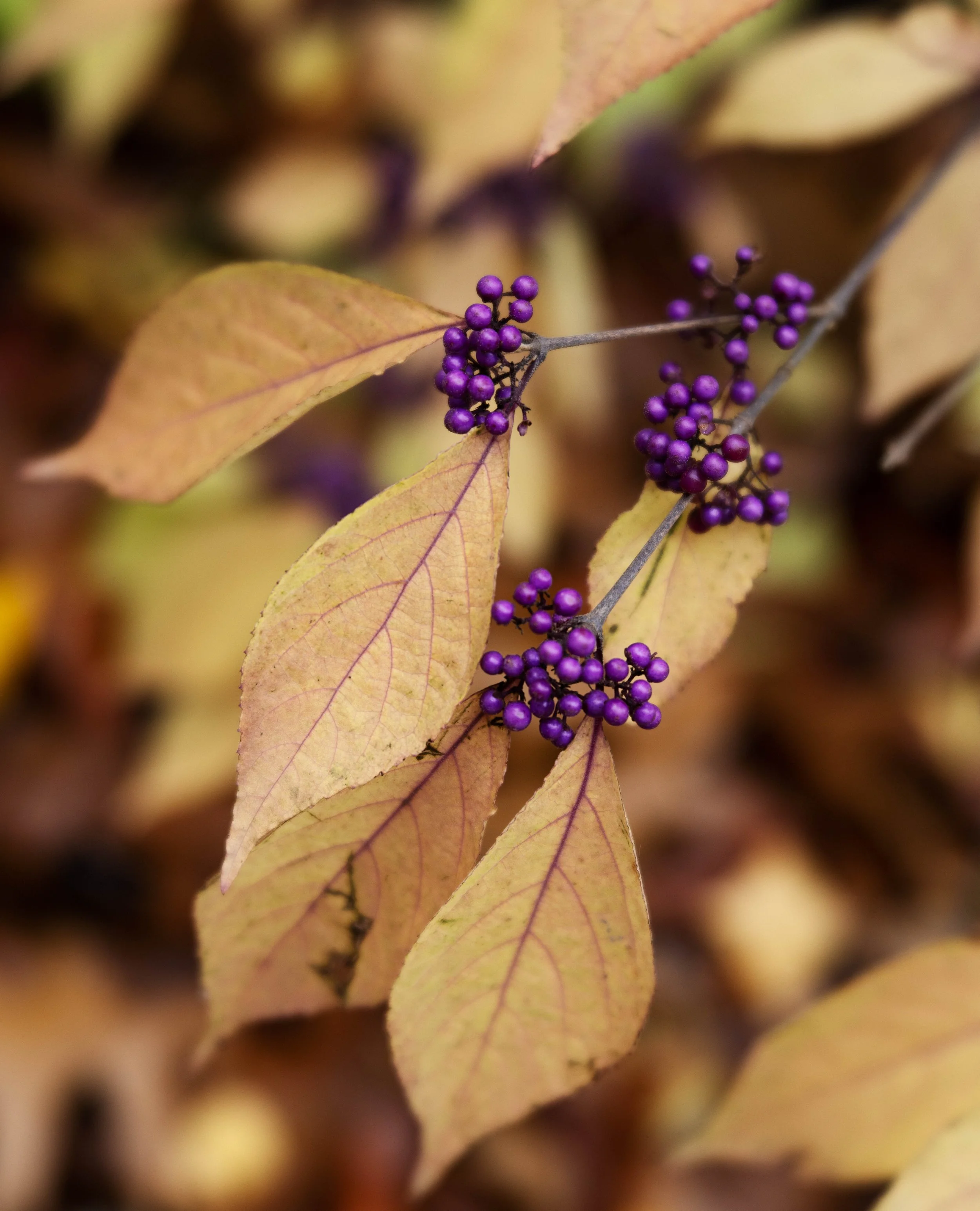 _DSC0754-Edit.jpg