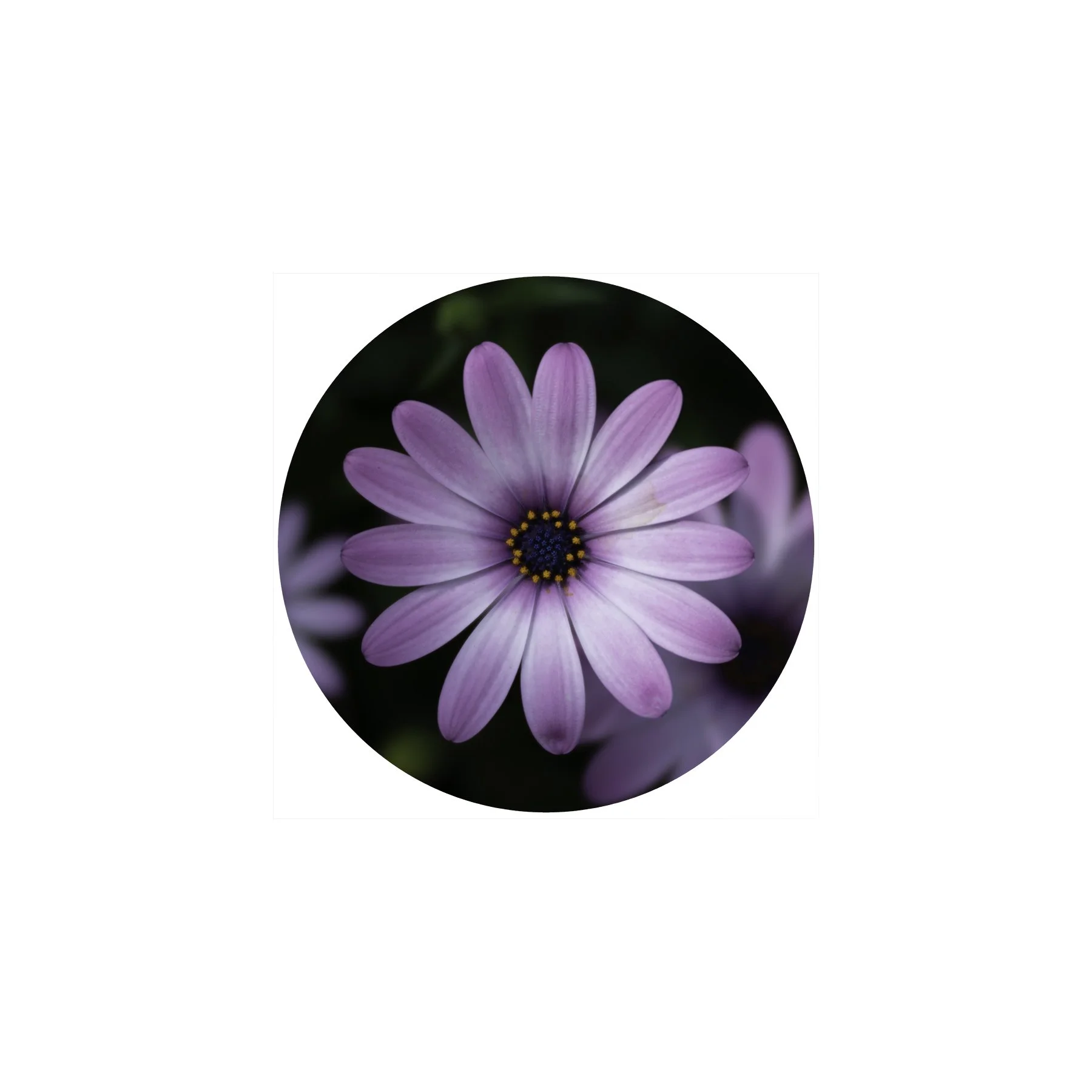 Purple daisy sticker 3"