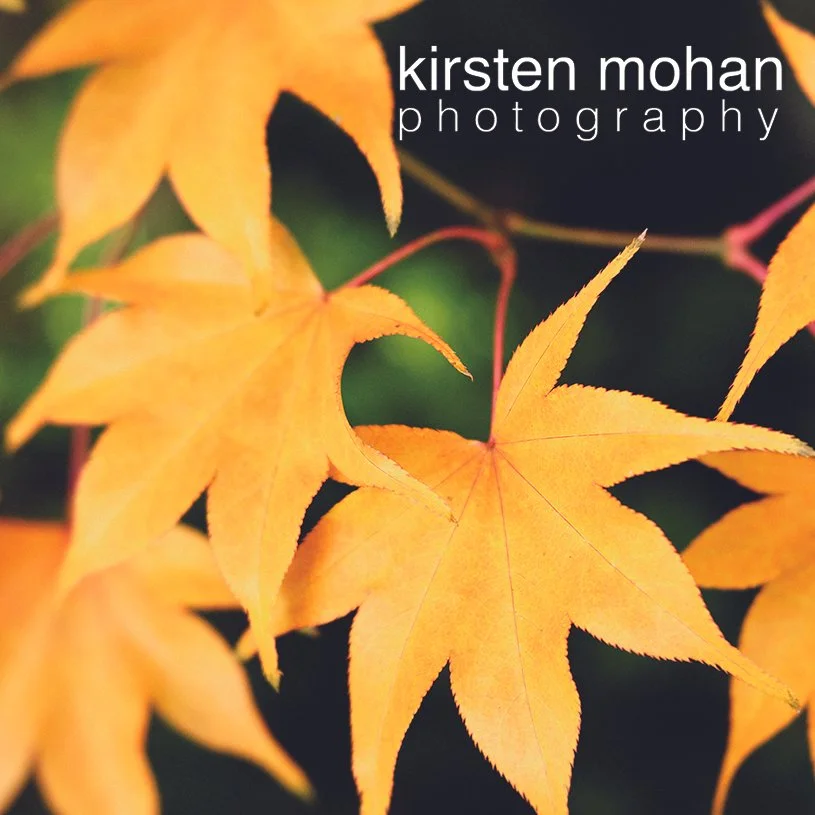 leaves2.jpg