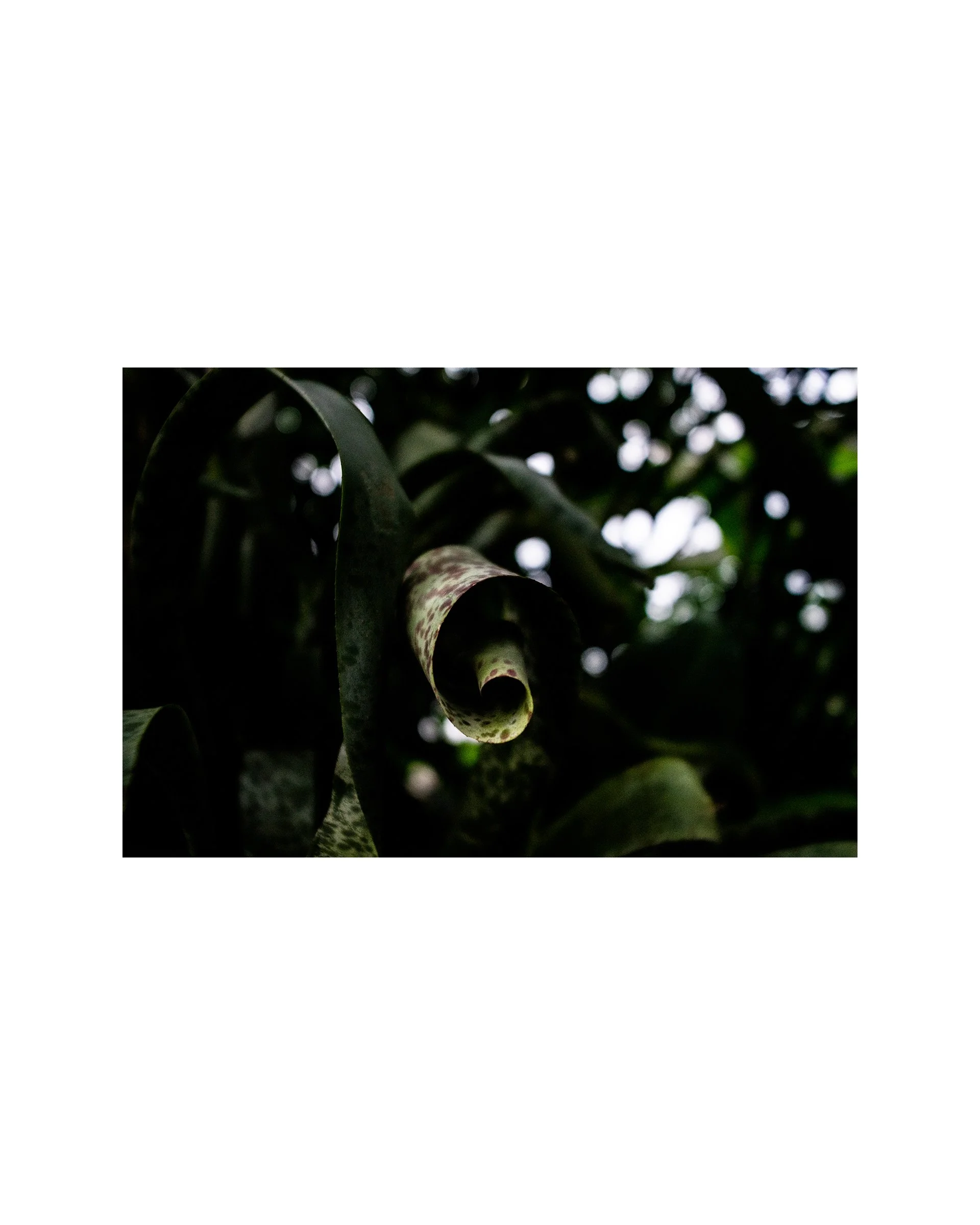 "Curl" Fine Art Matte Giclee Print, 8" x 12", unmounted, signed