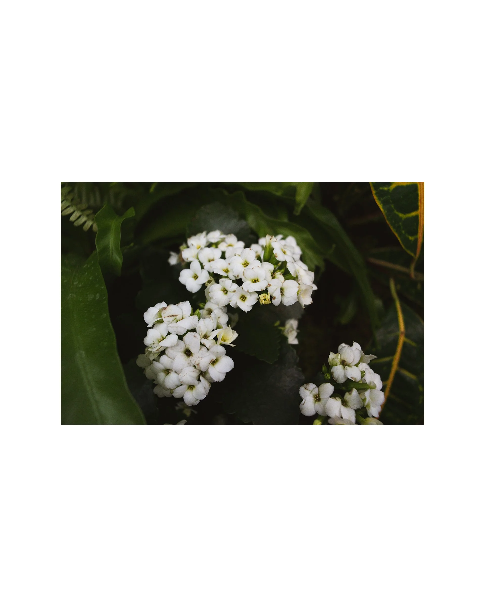Cute White Flowers in New York, Fine Art Matte Giclee Print 8" x 12", signed