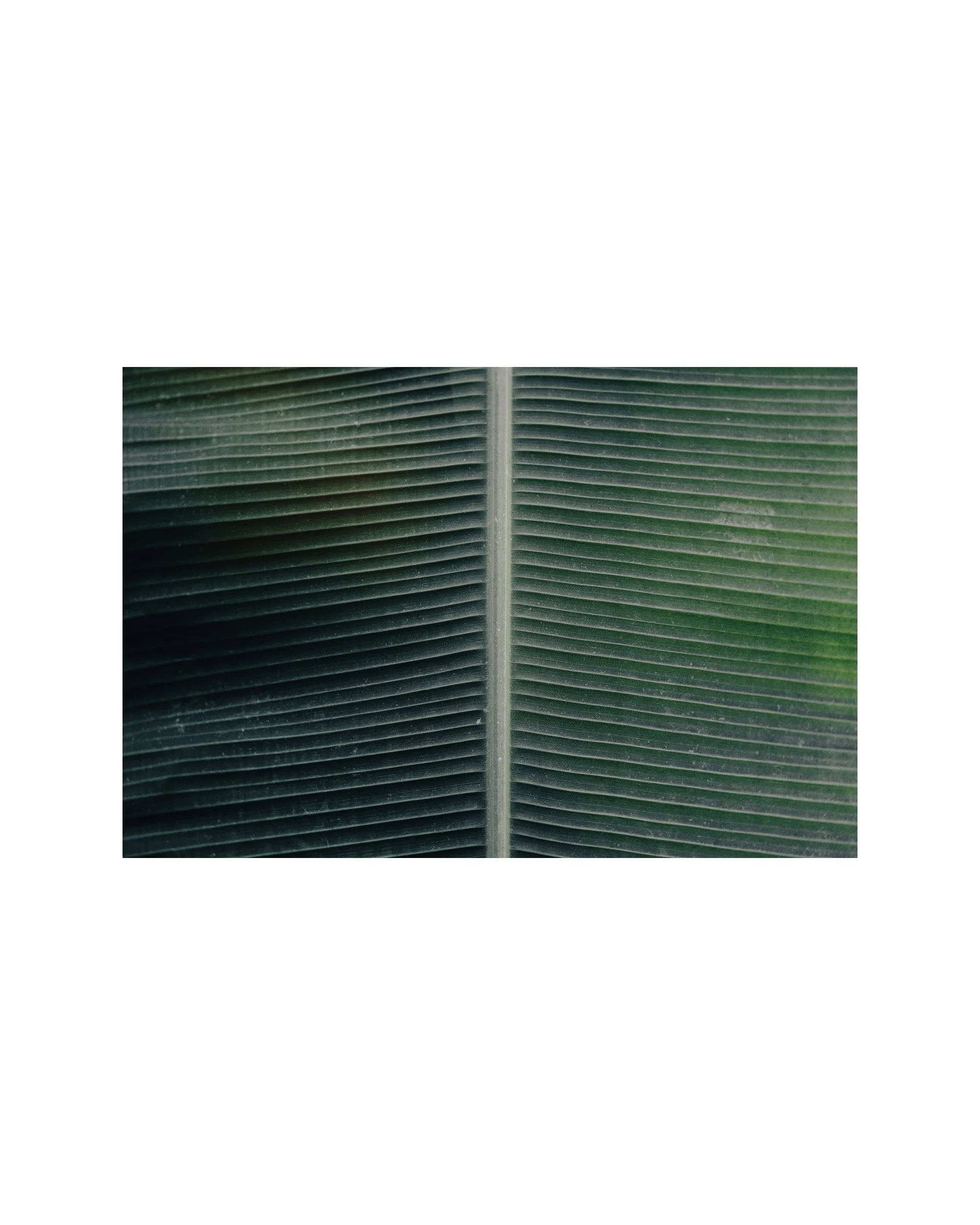 Palm Detail Fine Art Matte Giclee Print, 8" x 12" unmounted, signed