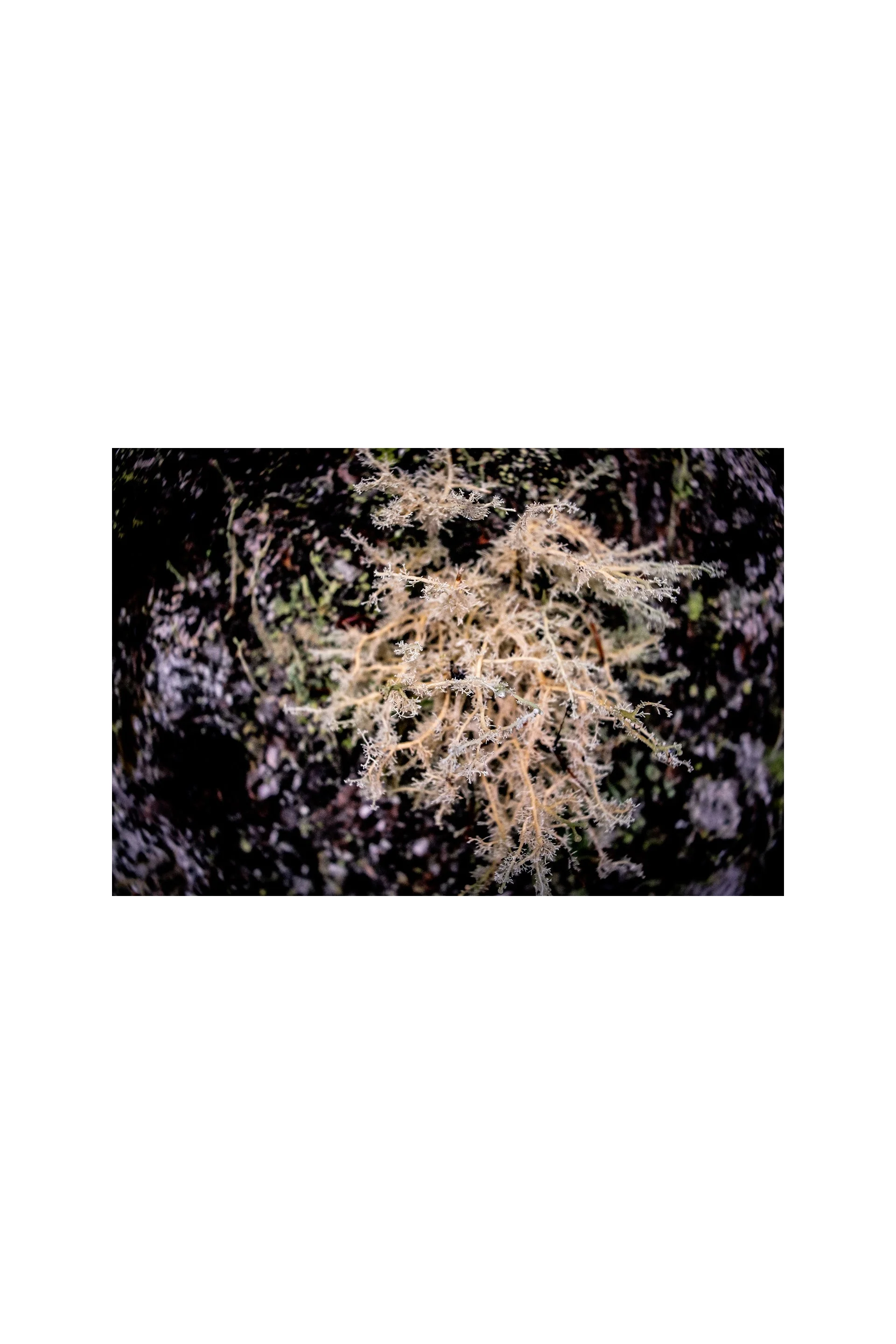Lichen Fine Art Matte Giclee Print, 8" x 12", signed