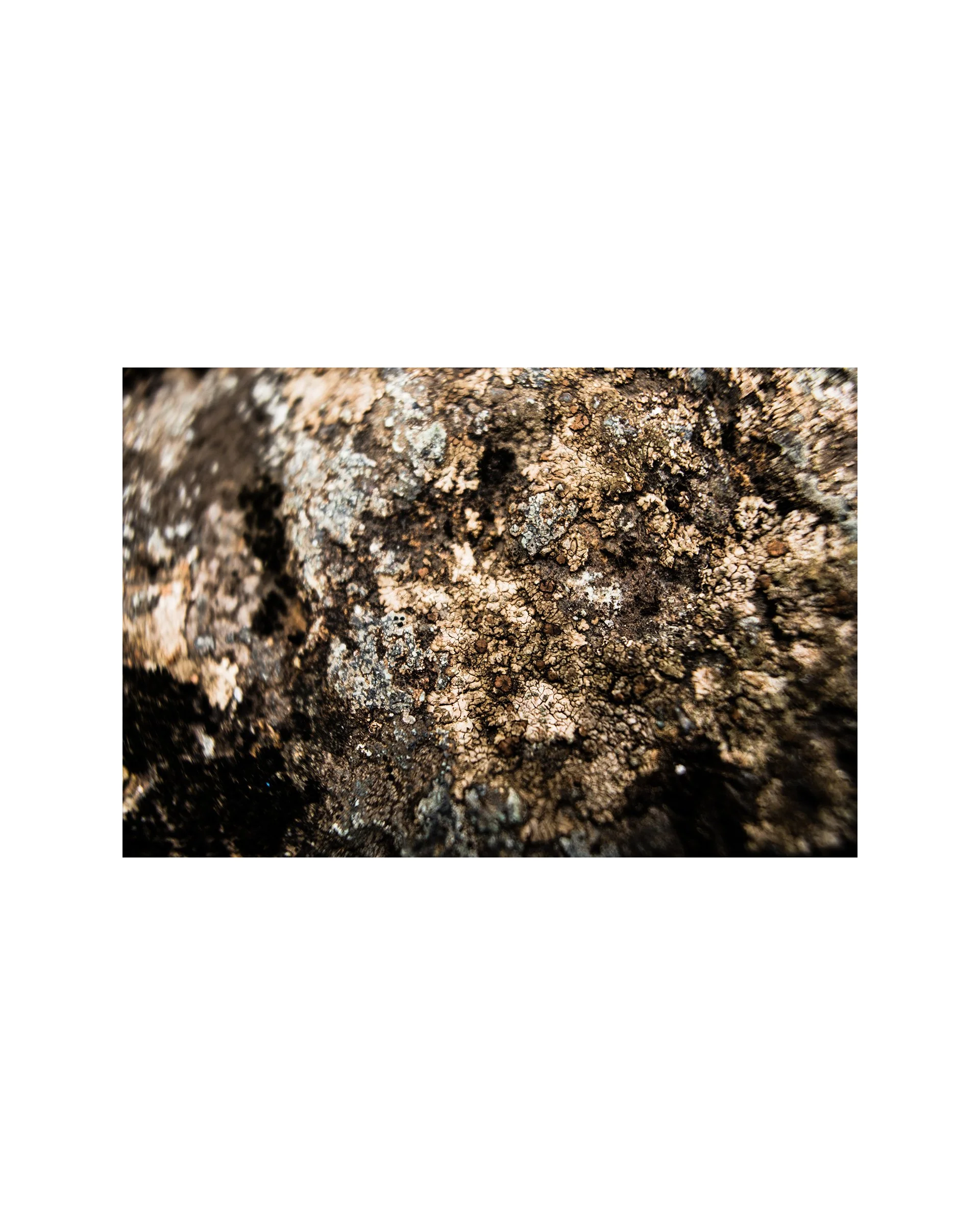 "Textural study I" Fine Art Matte Giclee Print, 8' x 12", signed