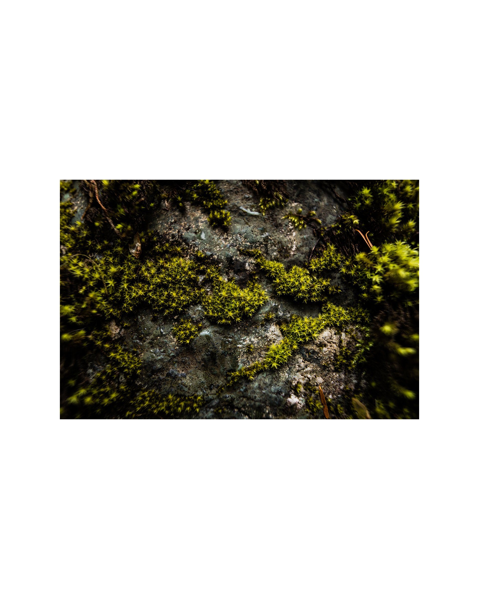 Perserverance, Fine Art Matte Print 12" x 18" Signed and Mounted
