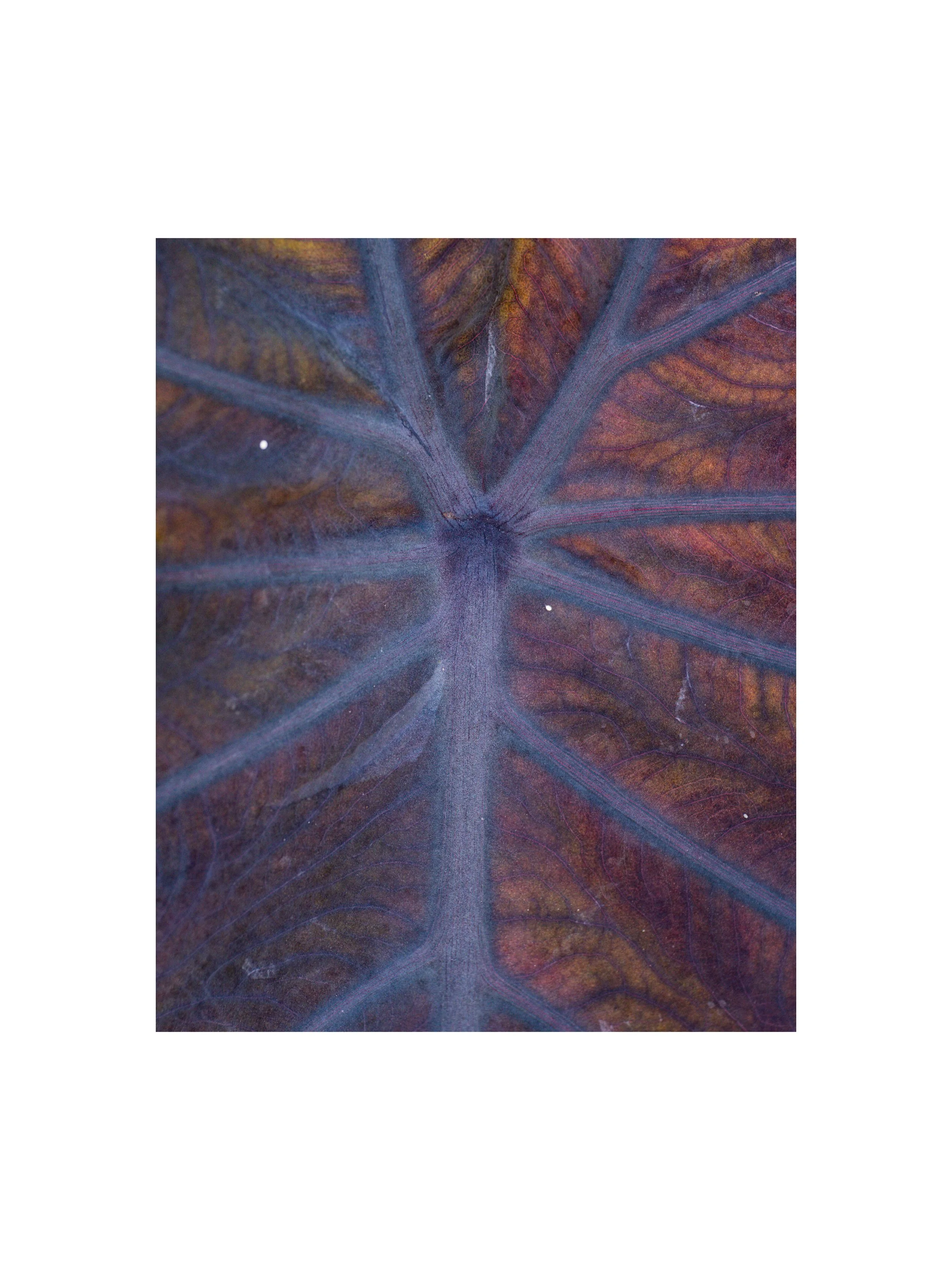 Tropical Leaf Detail II, Fine Art Matte Print, 16" x 24" mounted