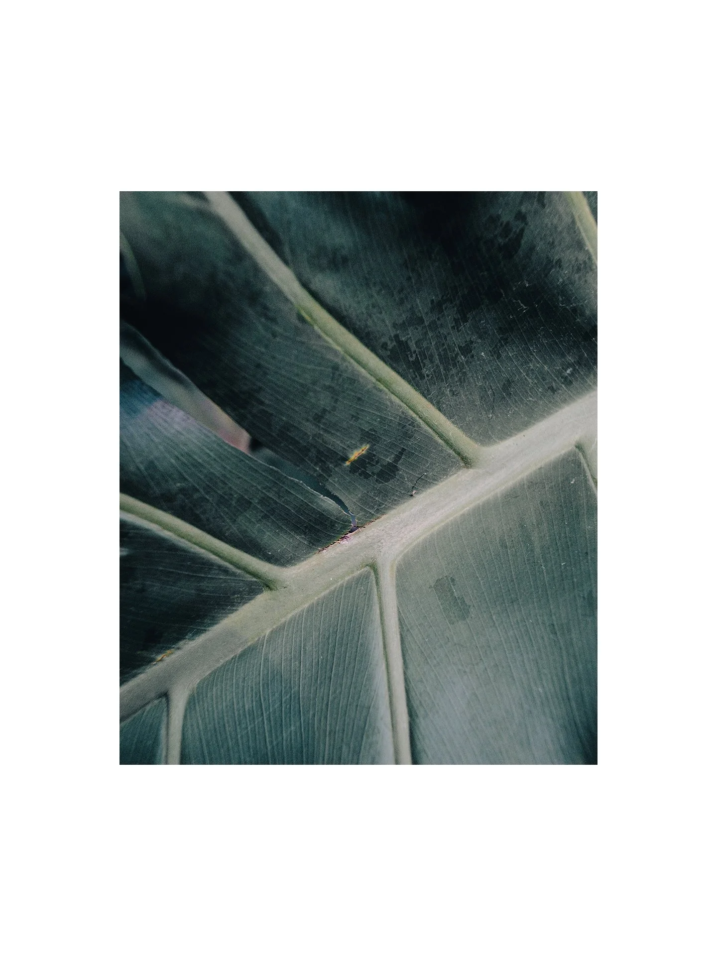 Tropical leaf detail I, Fine Art Matte Print, 16" x 24" Mounted