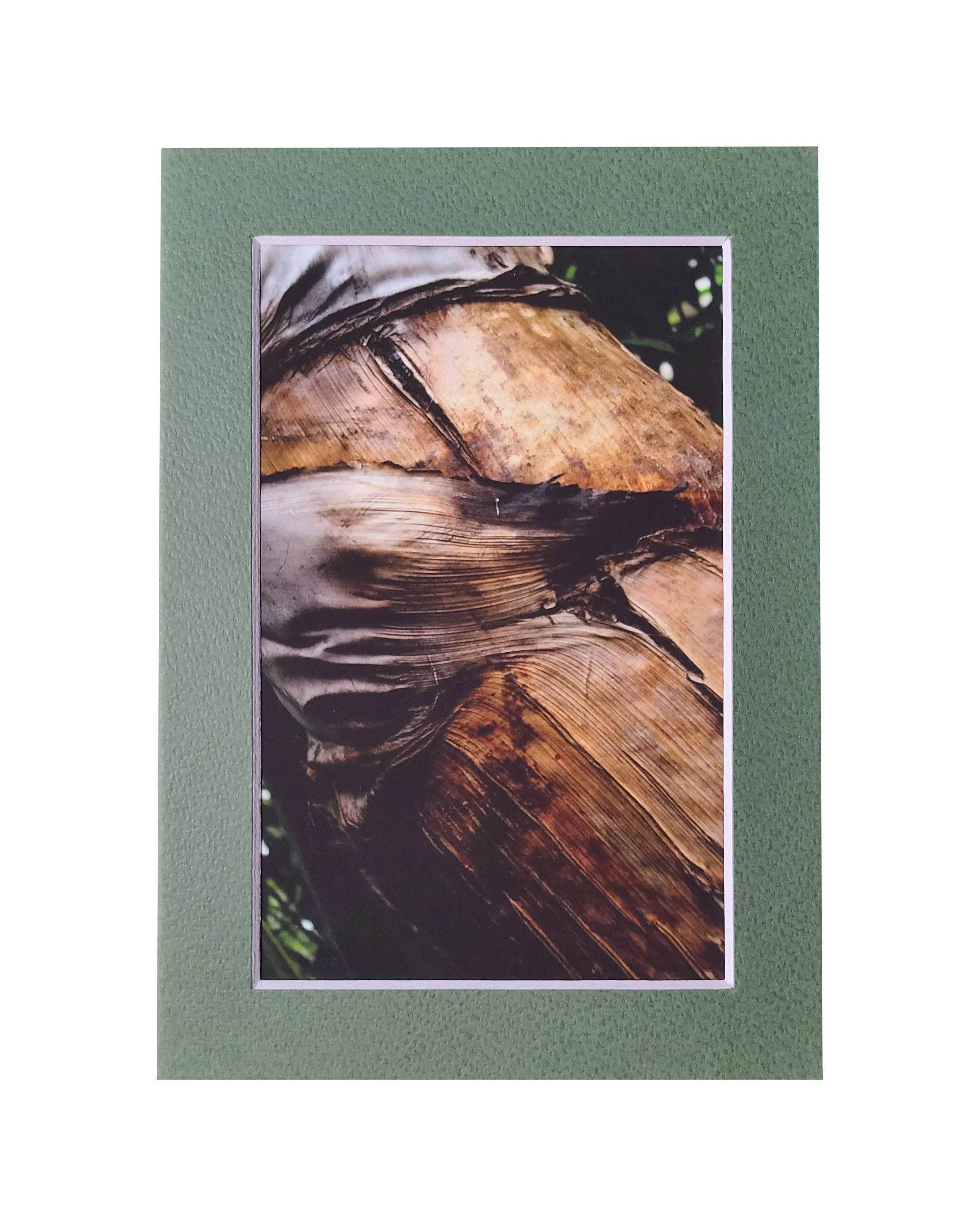 Trunk Texture Fine Art Matte Print, Signed and Matted, 4" x 6" Matted to 5" x 7"
