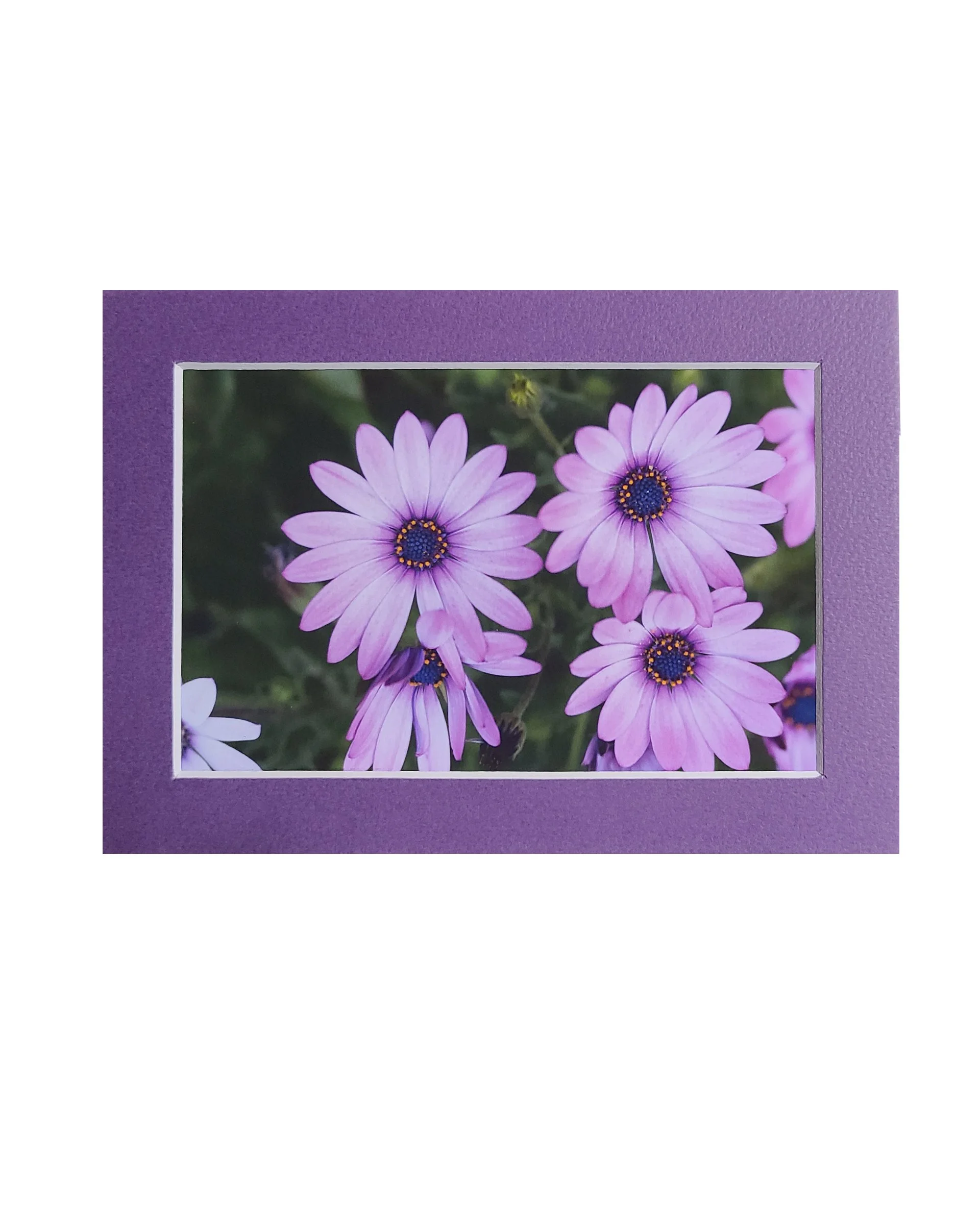Purple Daisy Fine Art Matte Print, Signed and Matted, 4" x 6" Matted to 5" x 7"