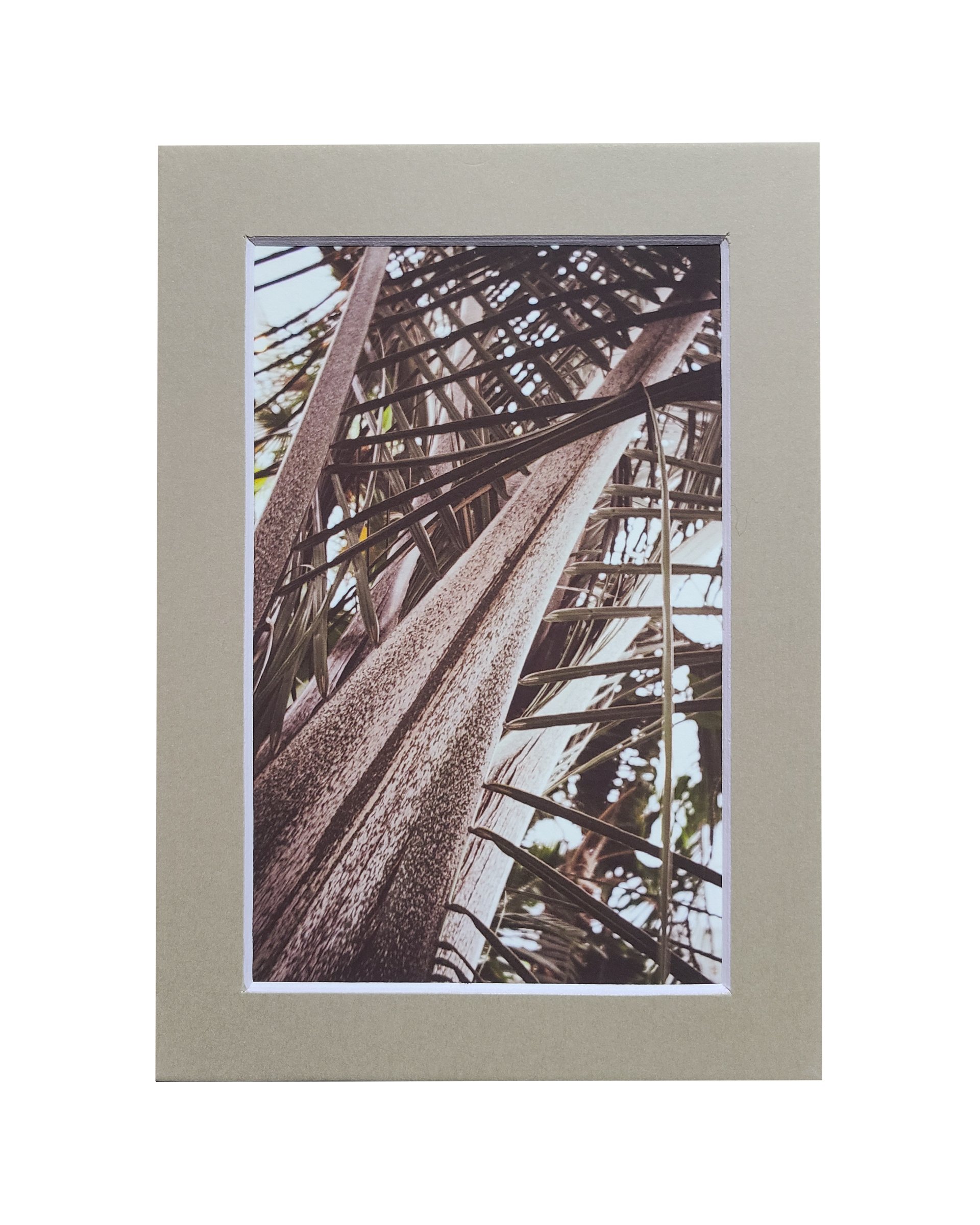 Fronds Fine Art Matte Print, Signed and Matted, 4" x 6" Matted to 5" x 7"