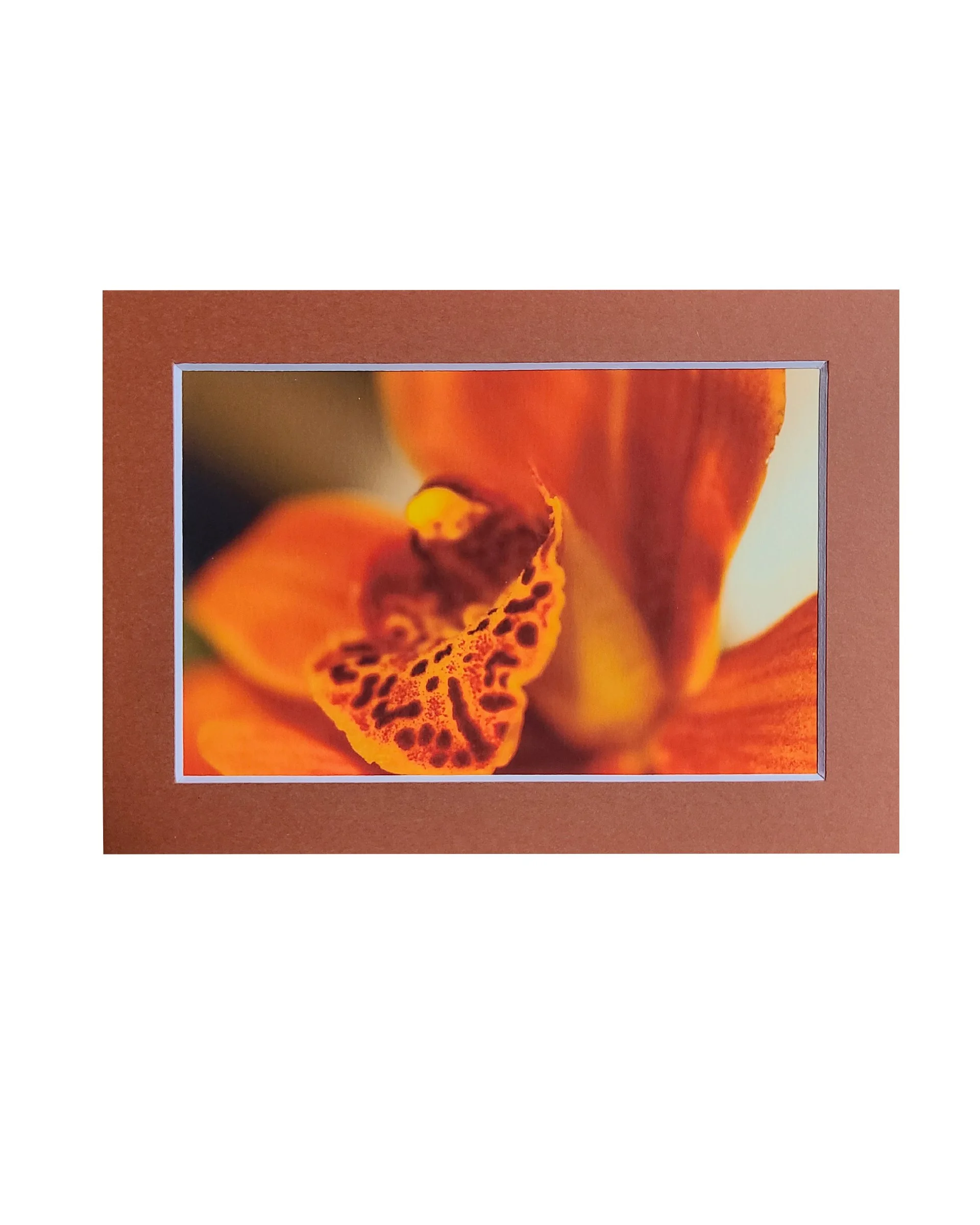 Orange Orchid Fine Art Matte Print, Signed and Matted, 4" x 6" Matted to 5" x 7"