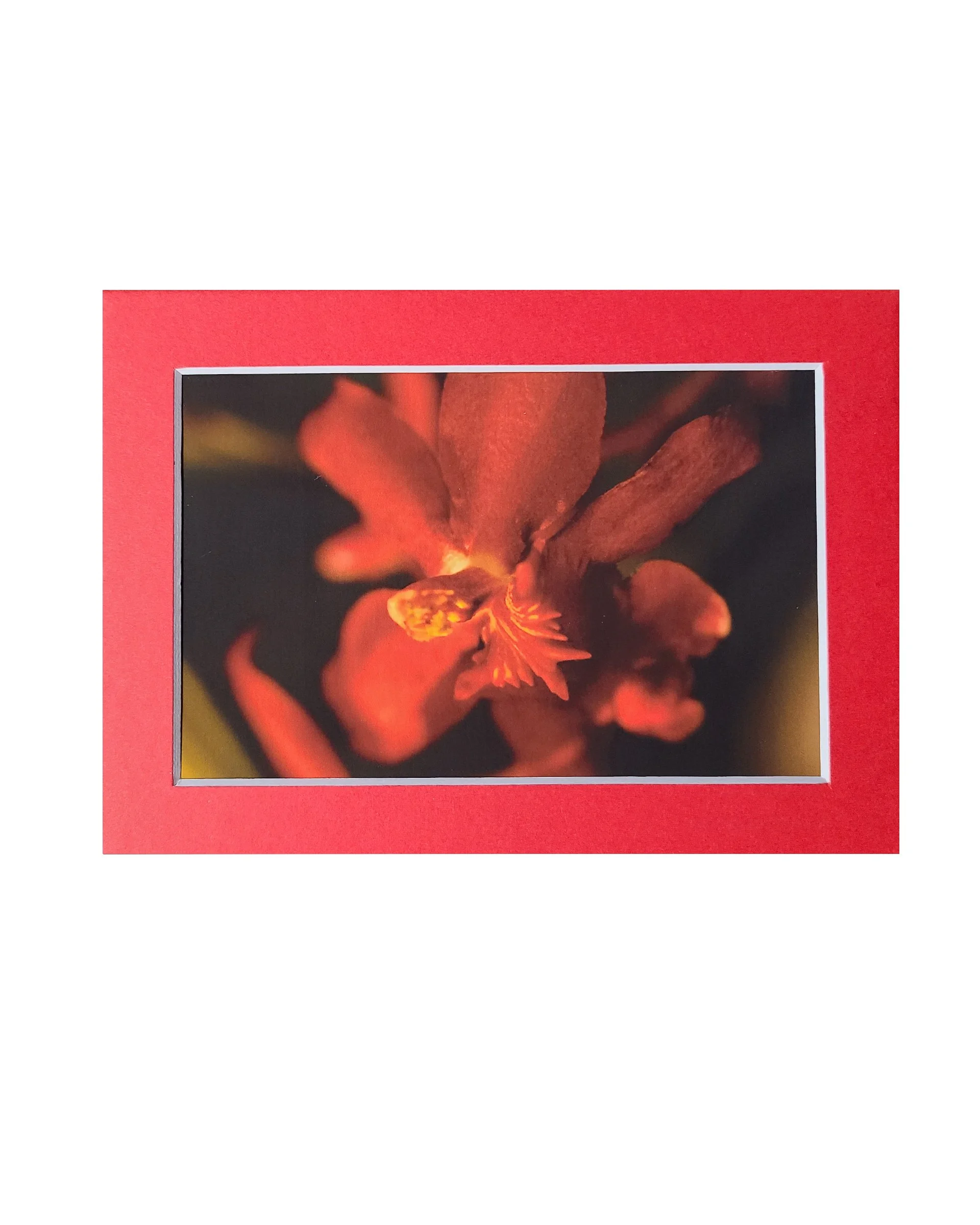 Red Orchid Fine Art Matte Print, Signed and Matted, 4" x 6" Matted to 5" x 7"