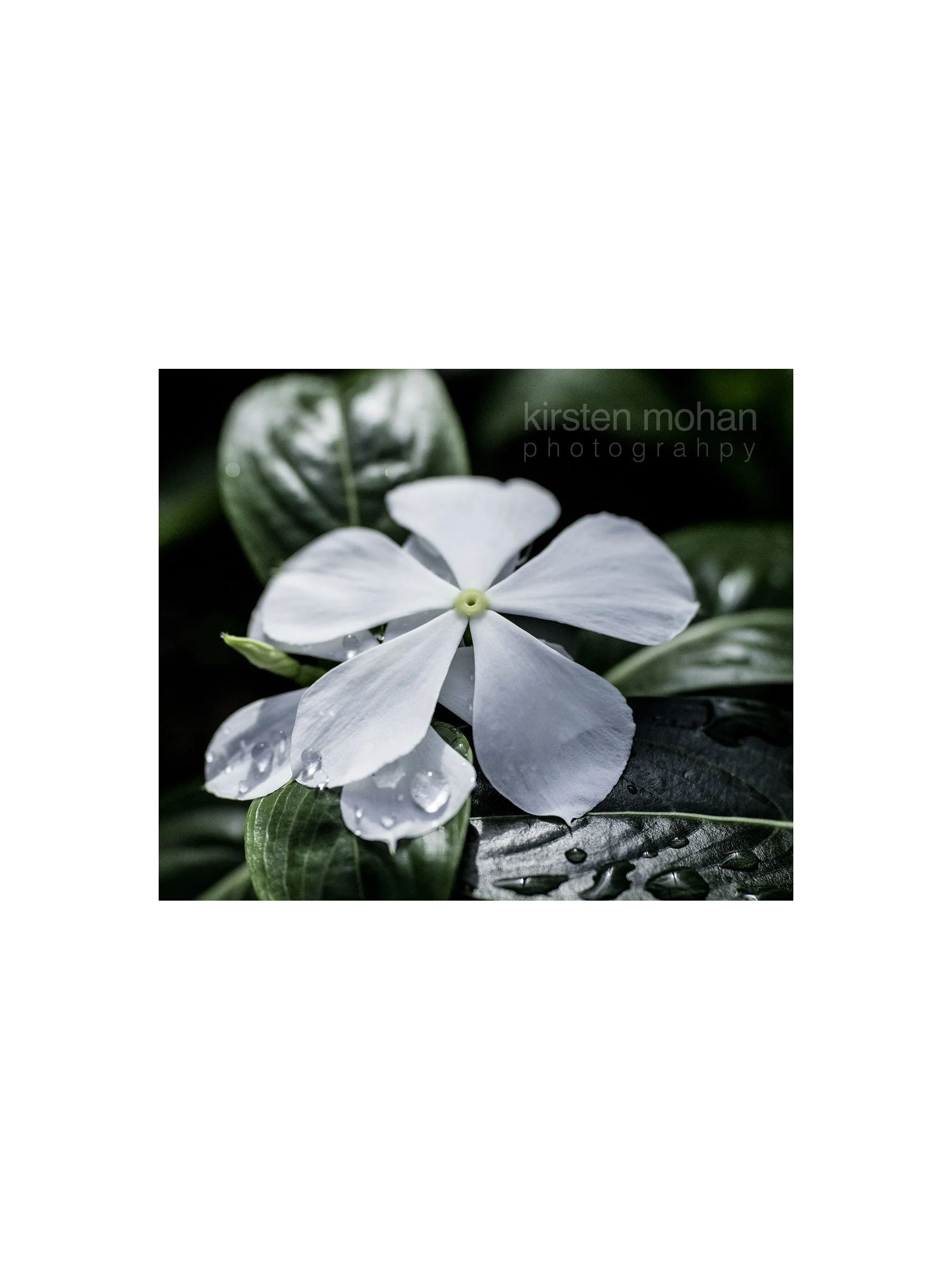 White Flower Vinyl Sticker 3"