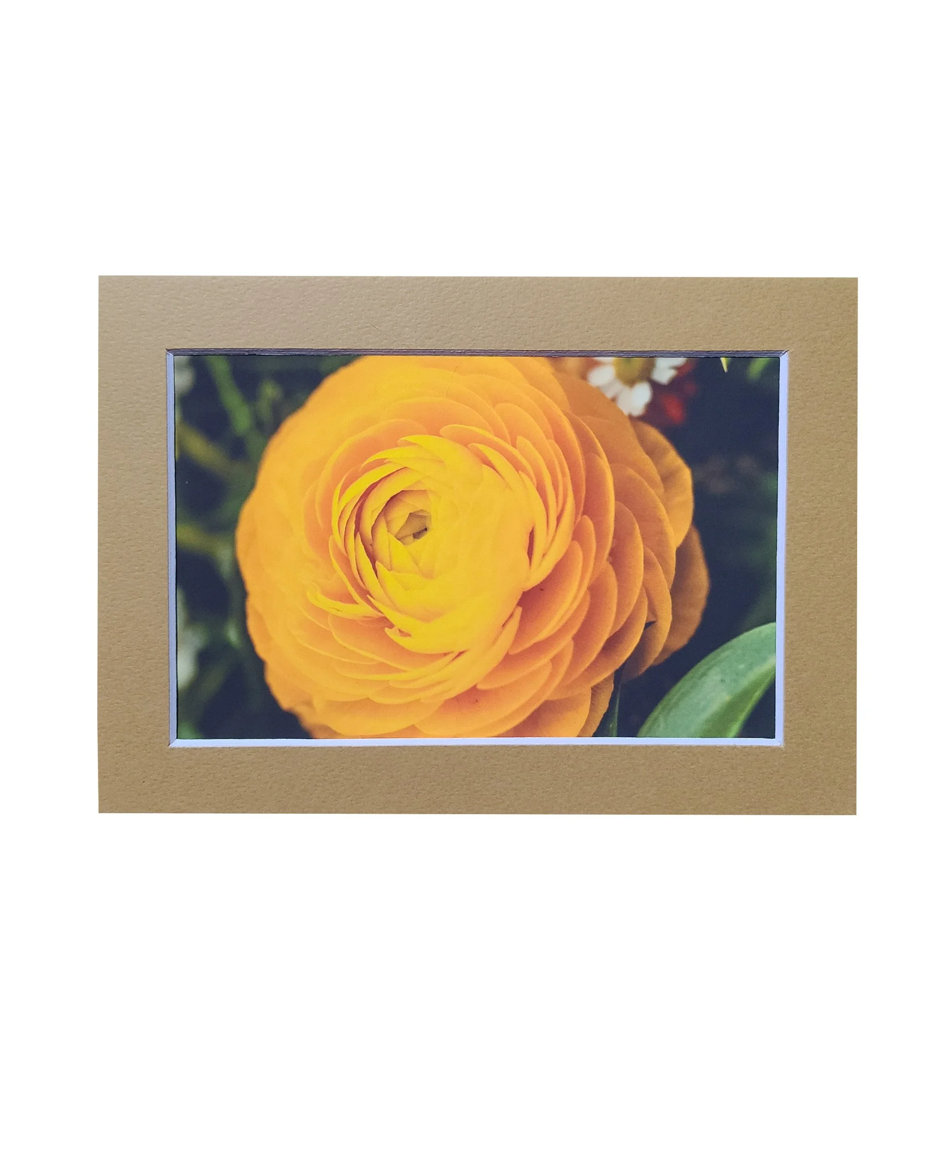 Orange Flower  Fine Art Matte Print, Signed and Matted, 4" x 6" Matted to 5" x 7"