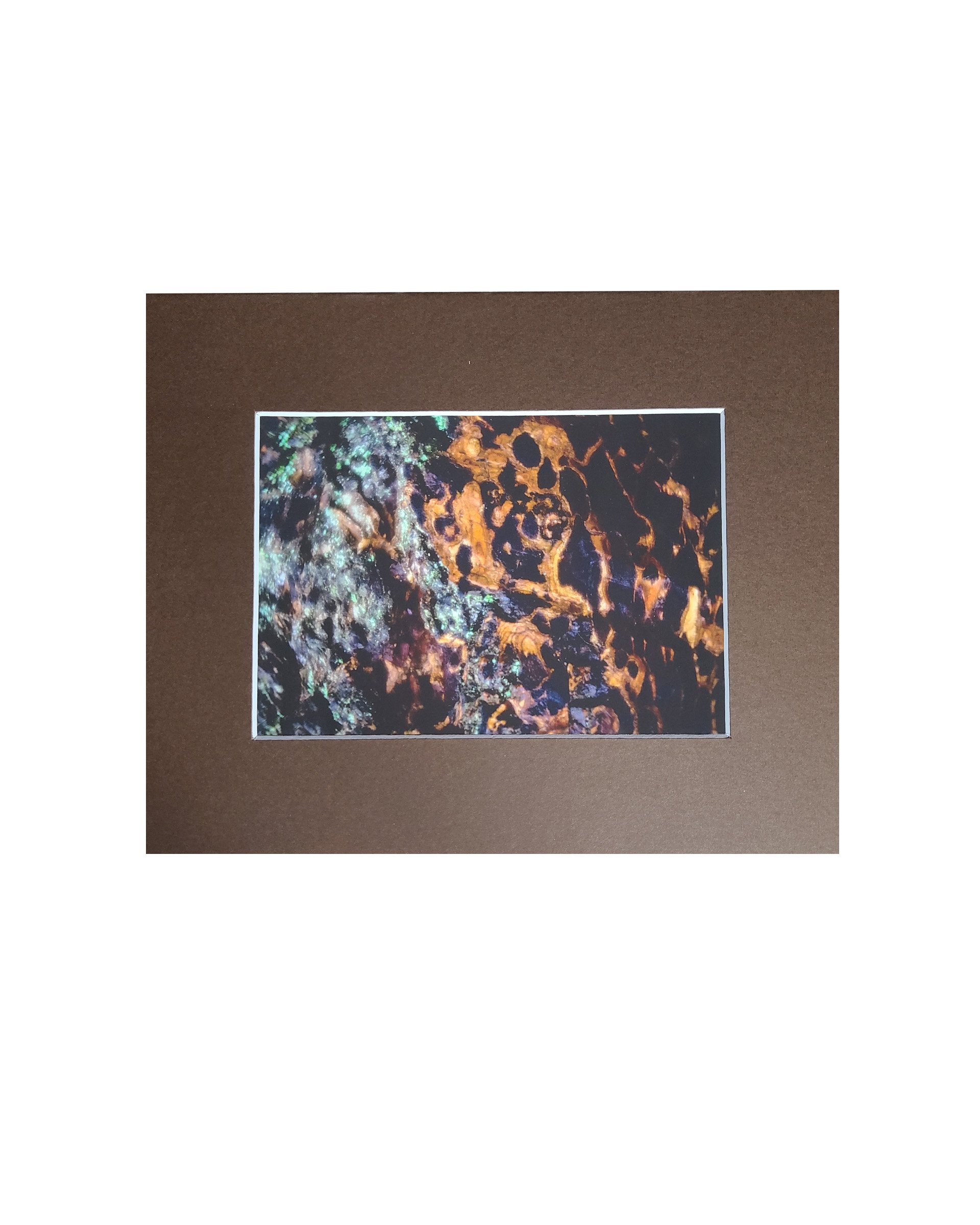 Bark Fine Art Matte Print, Signed and Matted, 5" x 7" Matted to 8" x 10"