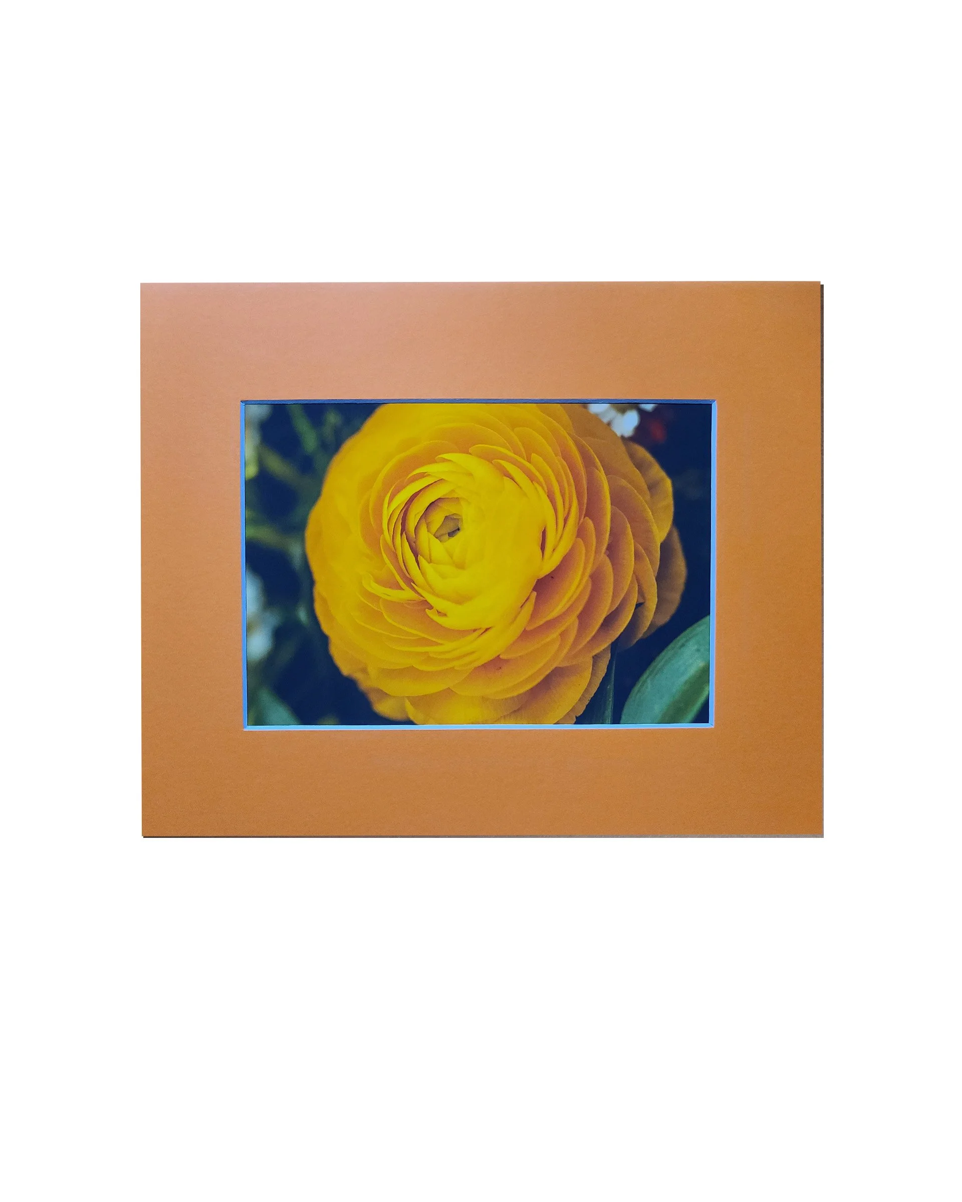 Orange Flower Fine Art Matte Print, Signed and Matted, 5" x 7" Matted to 8" x 10"