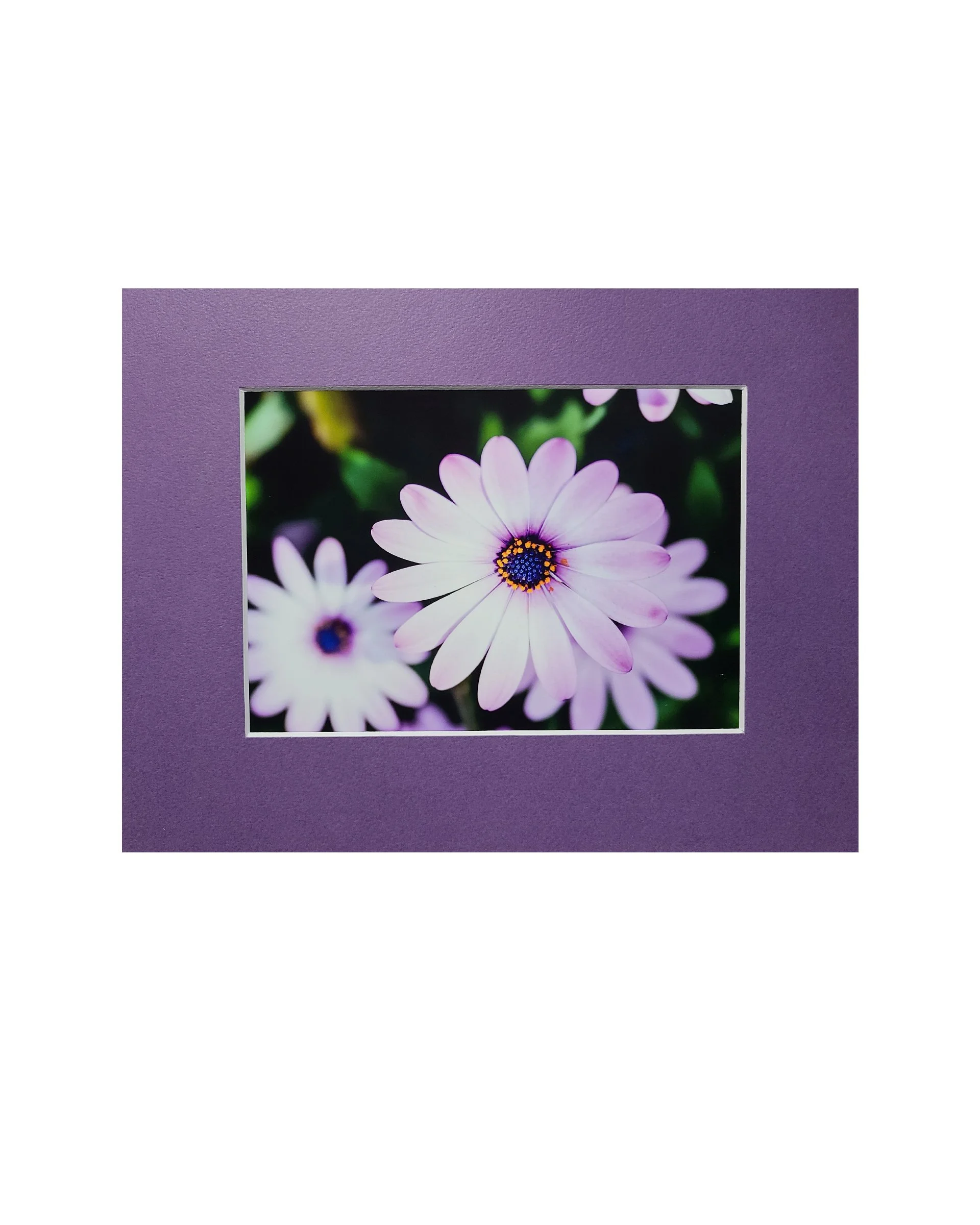Purple daisy Fine Art Matte Print, Signed and Matted, 5" x 7" Matted to 8" x 10"