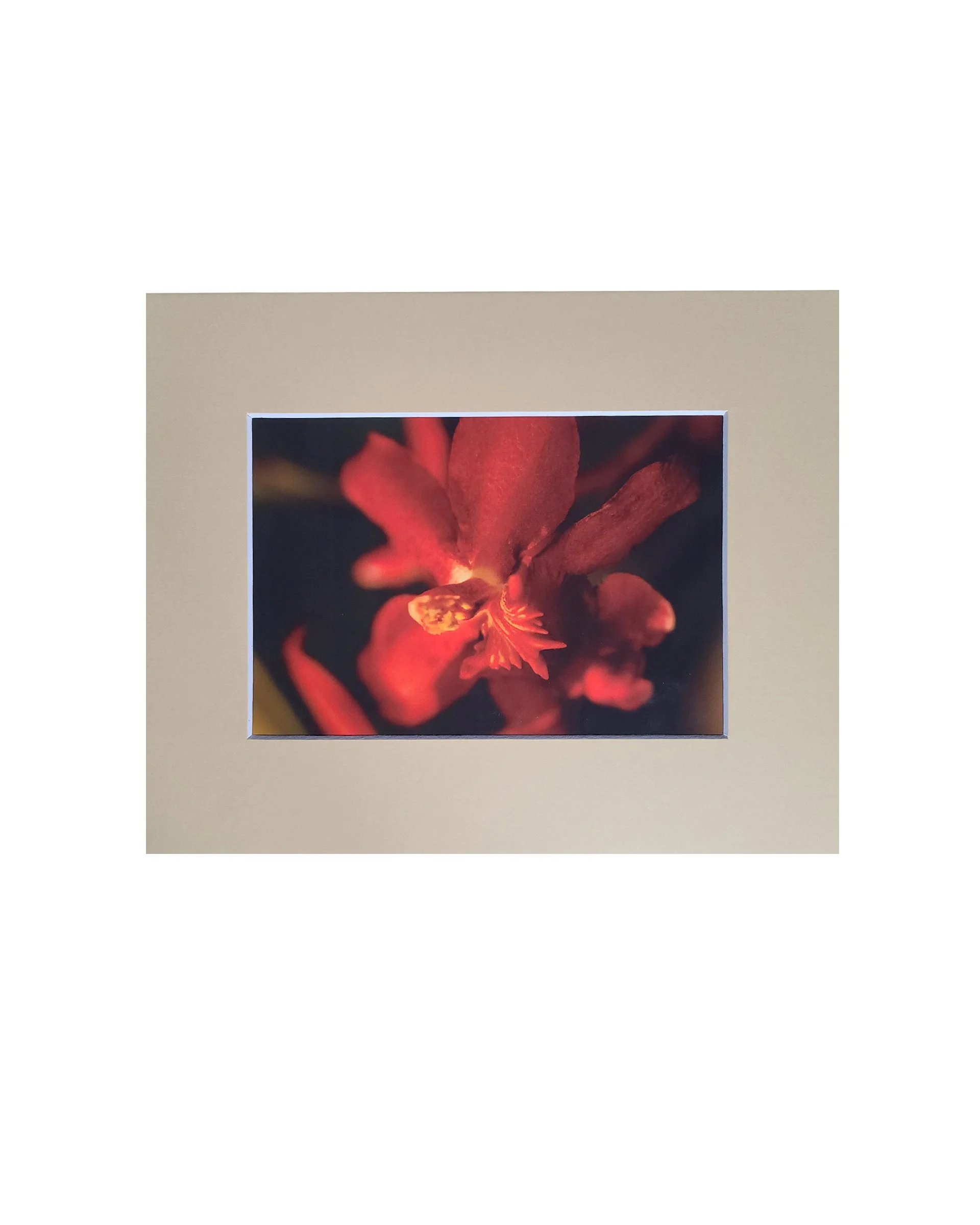 Orchid Fine Art Matte Print, Signed and Matted, 5" x 7" Matted to 8" x 10"