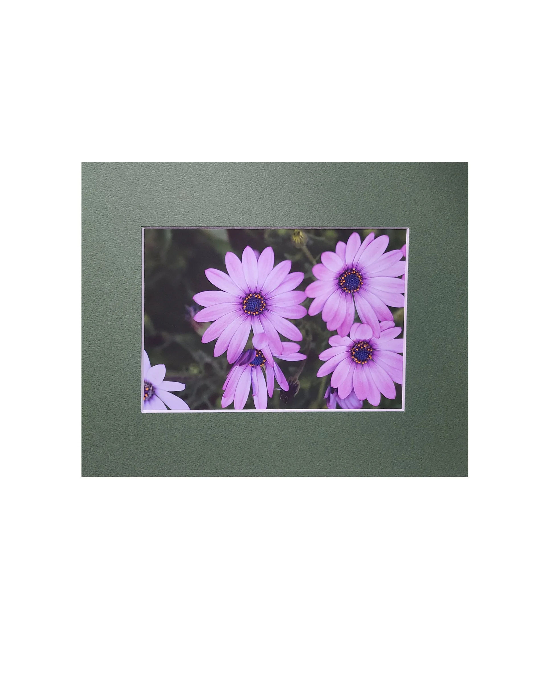 Purple Daisies in London Fine Art Matte Print, Signed and Matted, 5" x 7" Matted to 8" x 10"