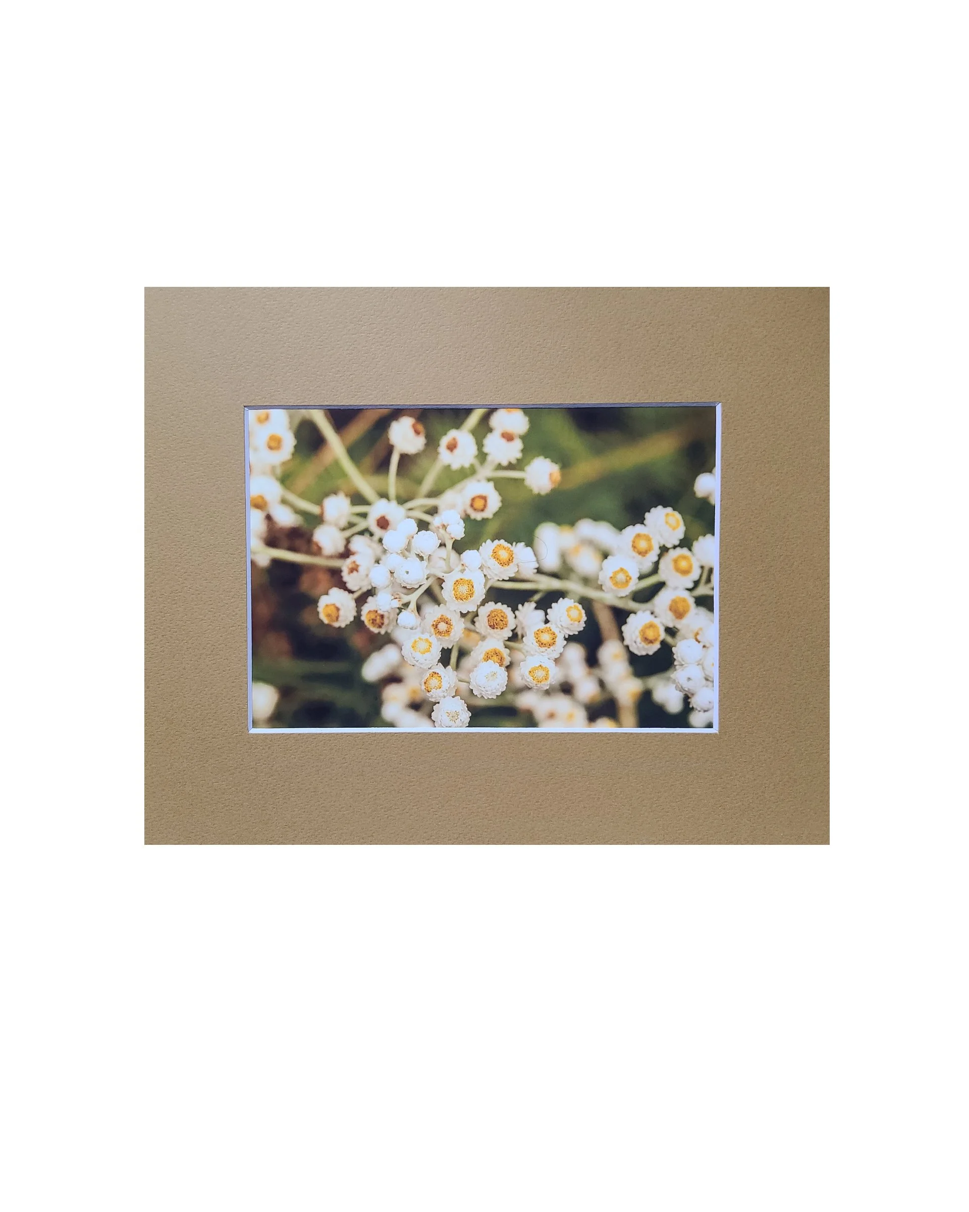 White Flowers Fine Art Matte Print, Signed and Matted, 5" x 7" Matted to 8" x 10"
