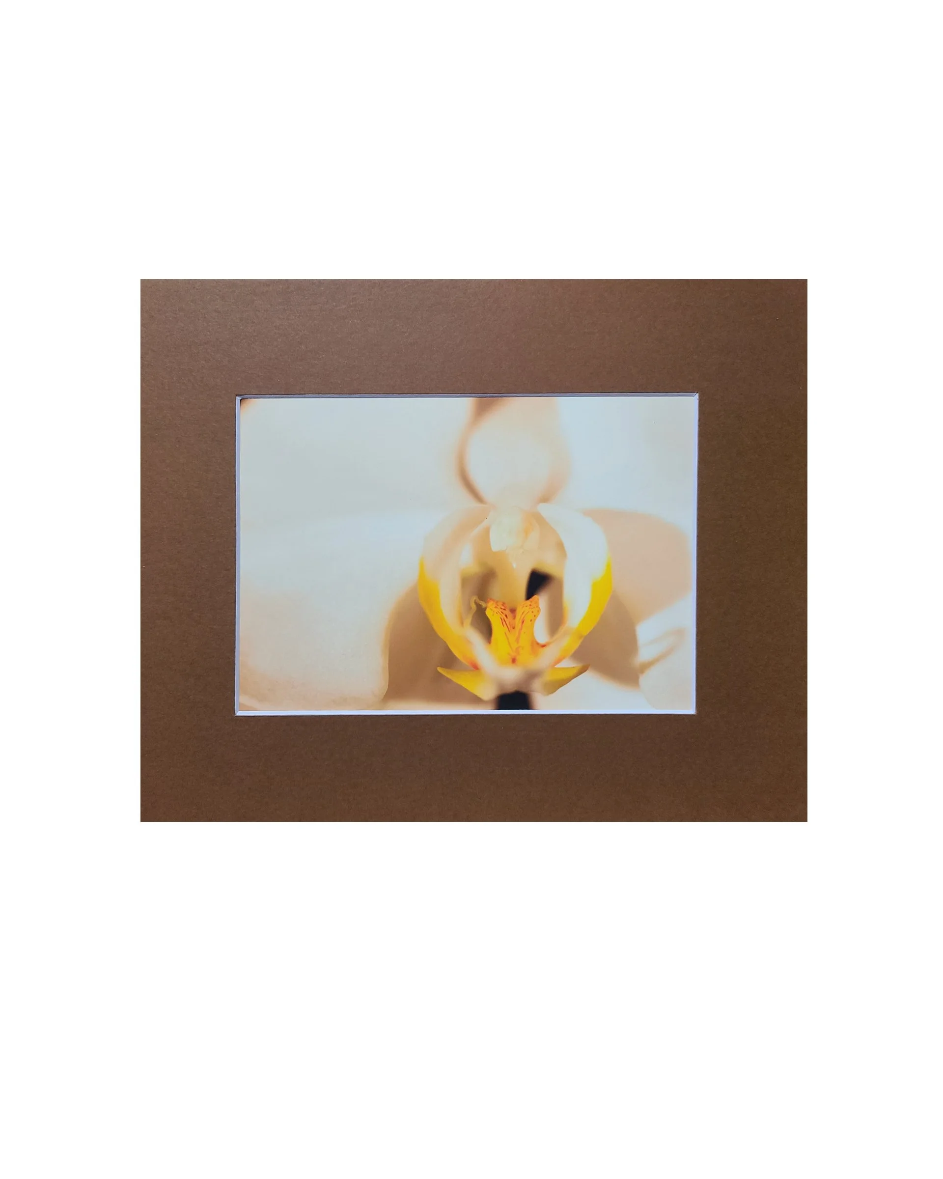 White Orchid Fine Art Matte Print, Signed and Matted, 5" x 7" Matted to 8" x 10"