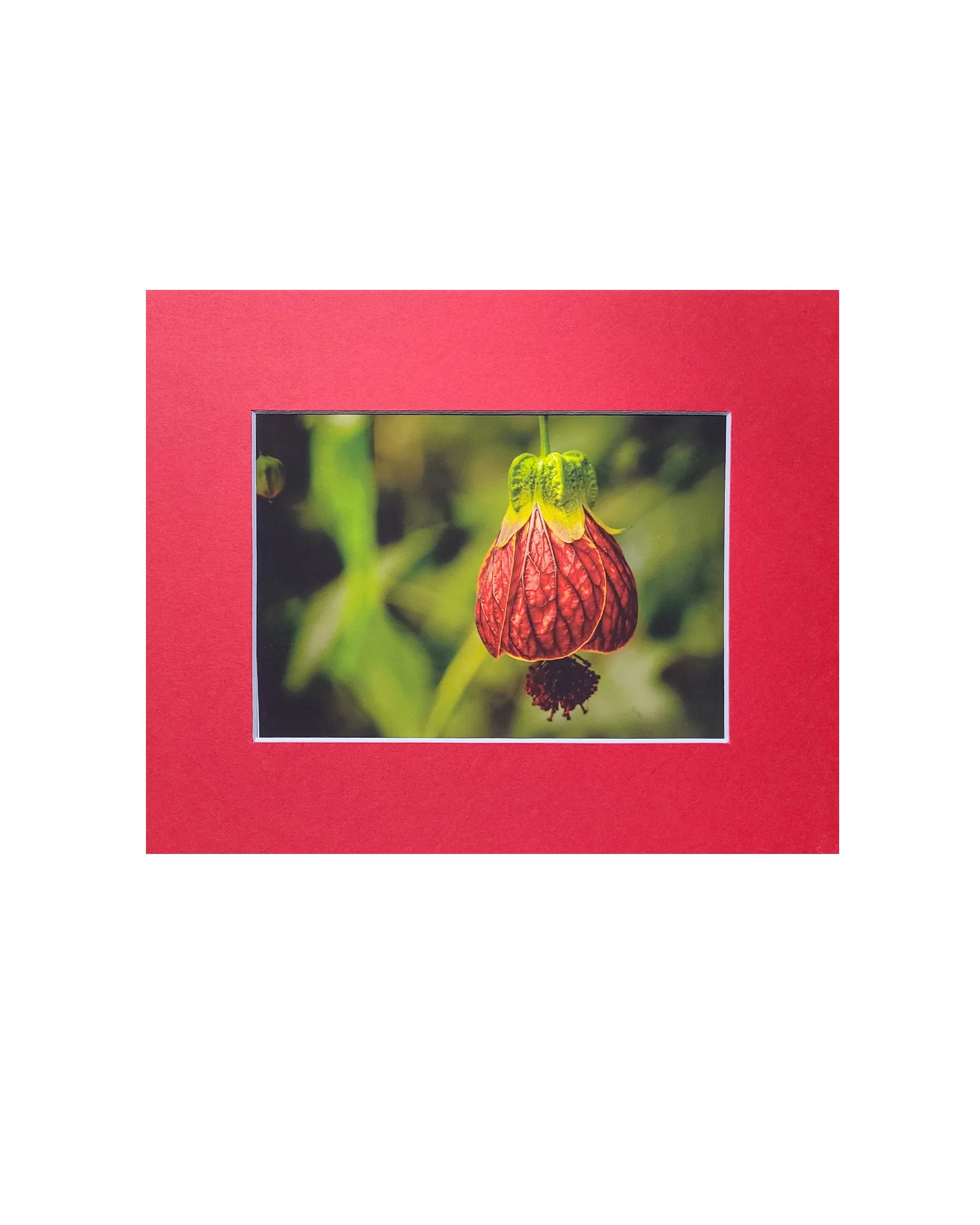 Red Flower Fine Art Matte Print, Signed and Matted, 5" x 7" Matted to 8" x 10"