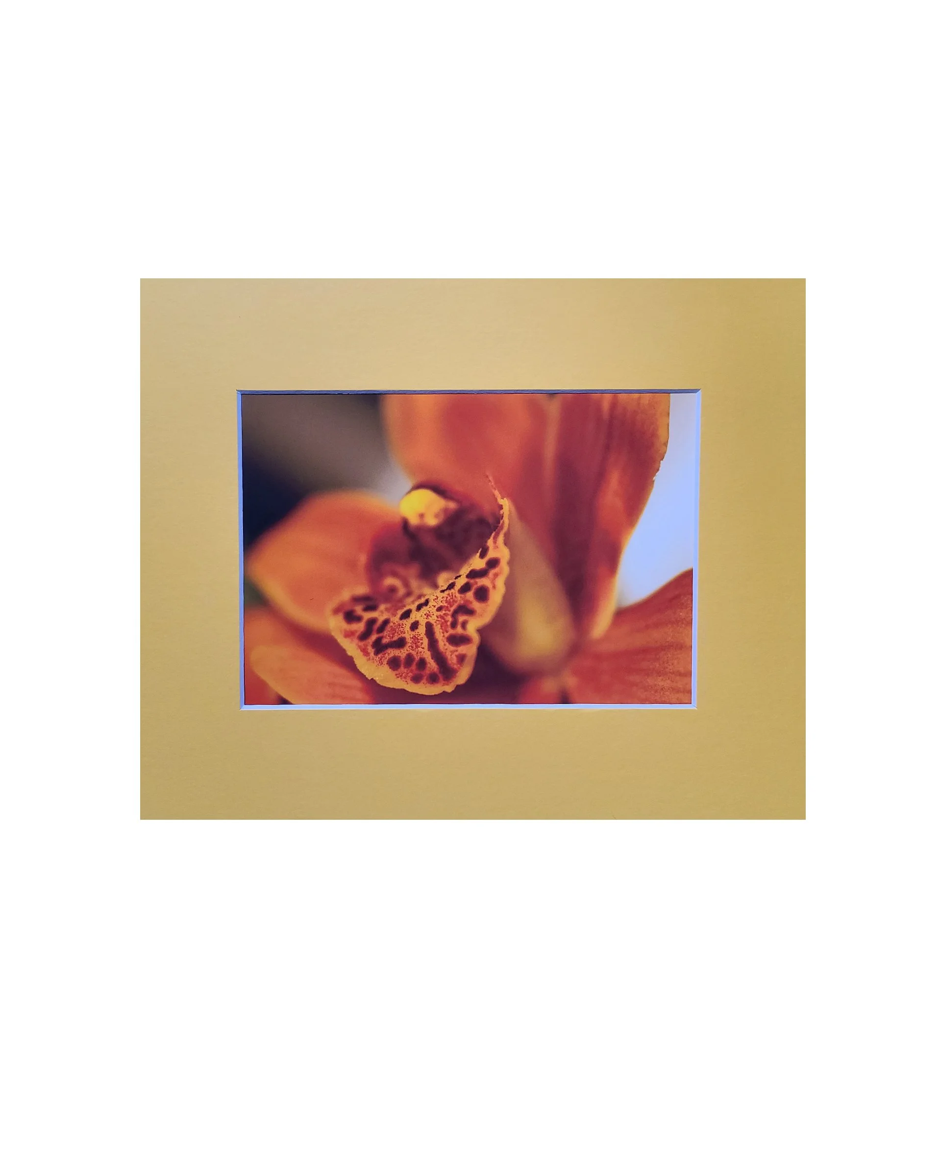 Red Orchid Fine Art Matte Print, Signed and Matted, 5" x 7" Matted to 8" x 10"