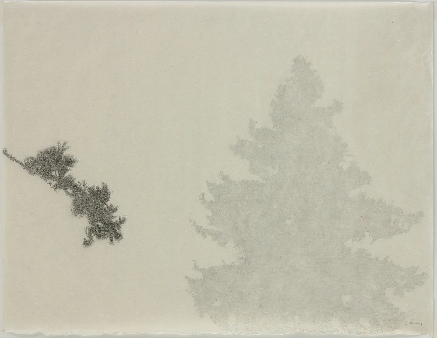   Rose Garden Trees,  graphite, 15 x 19”, 2010 