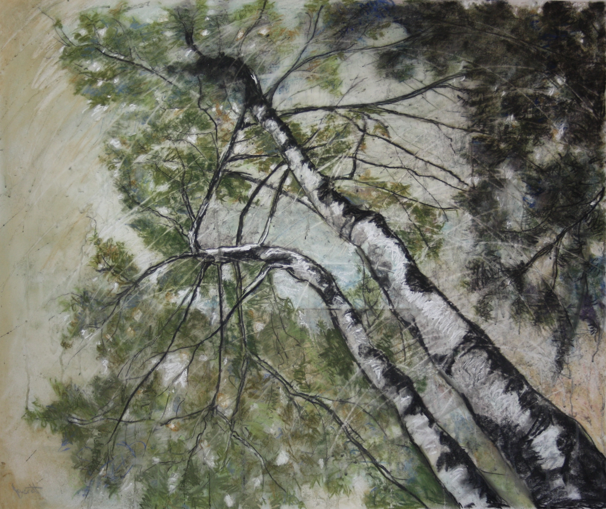 Birches I, mixed drawing media on drafting film, 32x42"