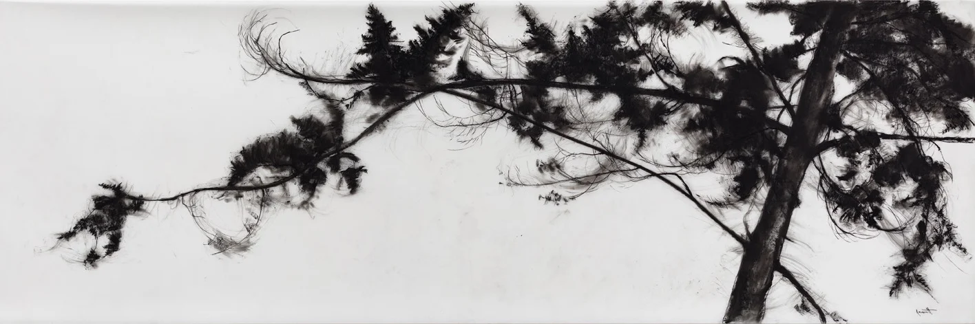 Understory, a mixed-media installation will be at the Kelowna Art Gallery, March 8 -June 16, 2019. The opening reception is March 8th at 7pm. Artist talk April 4th, 6pm.The exhibition is an immersive installation that evokes standing amongst the forests of the British Columbian interior.