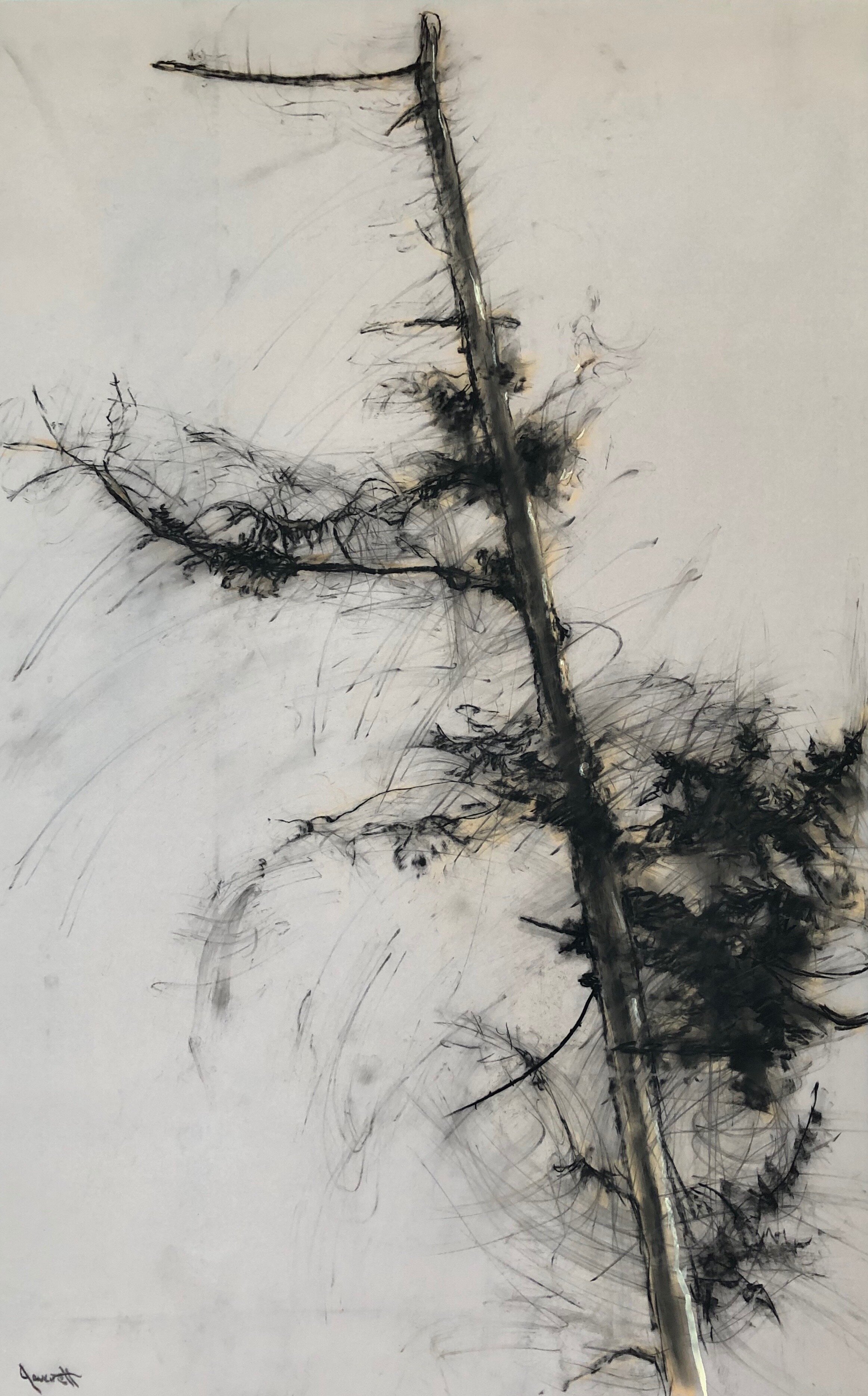 Eagle Tree 32x21”, charcoal & conte on drafting film, 2020