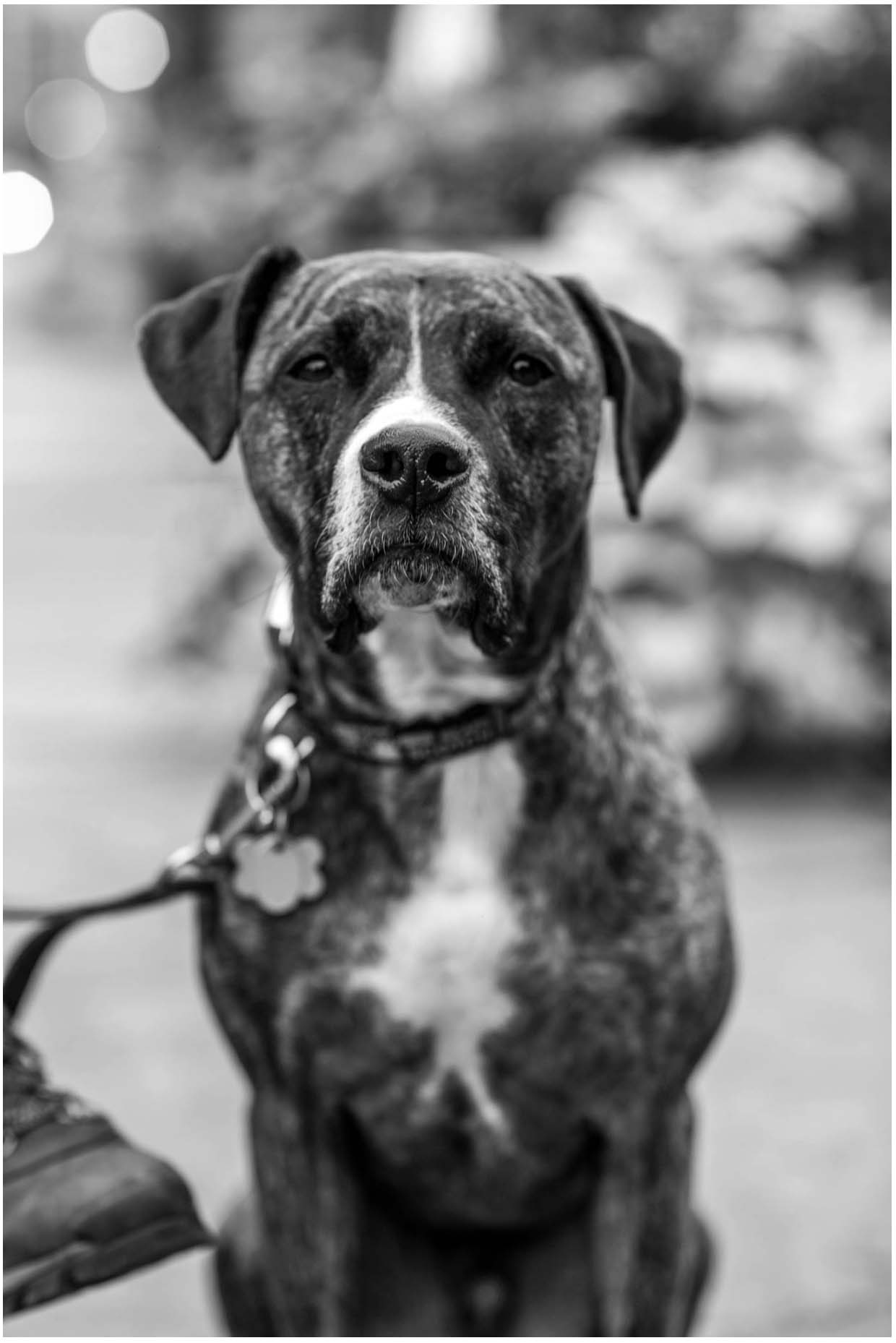 Dog Portrait .jpg