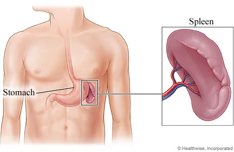 spleen.jpg
