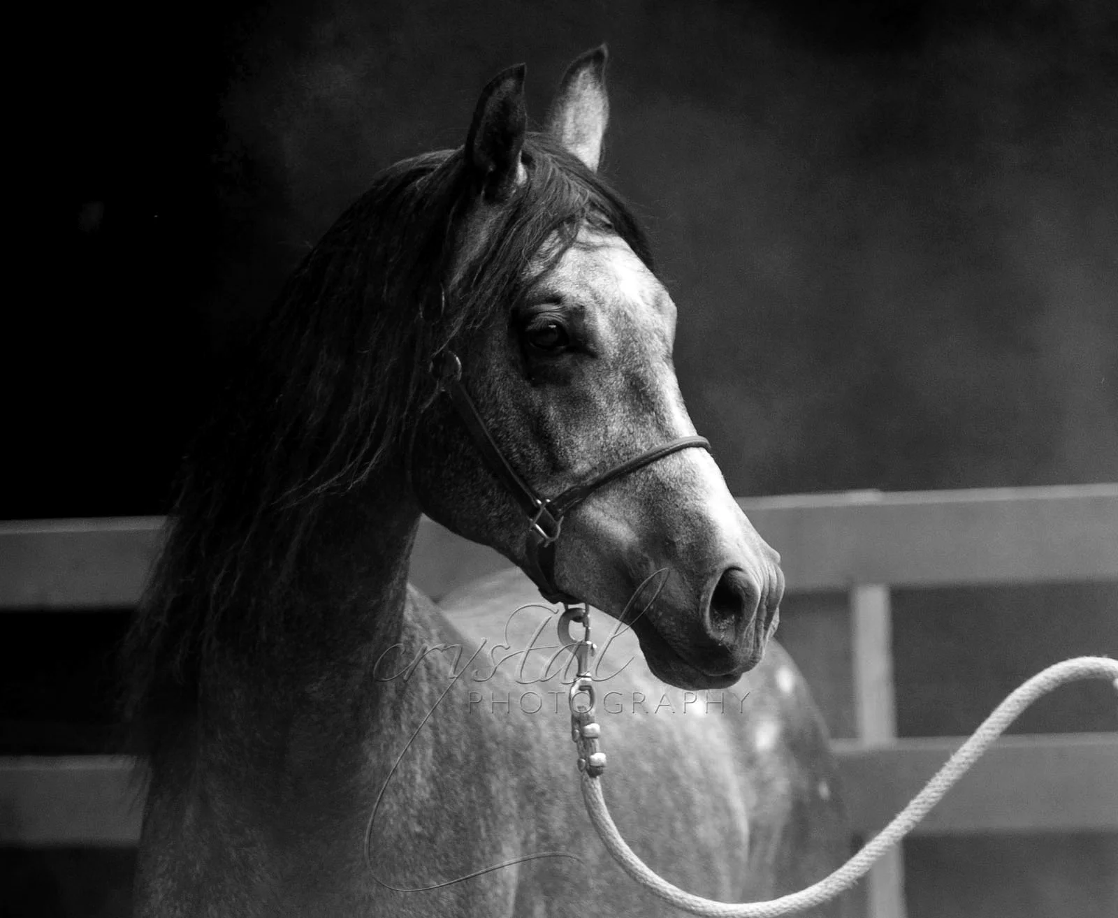 IMG_4090WM-2 B&W.JPG