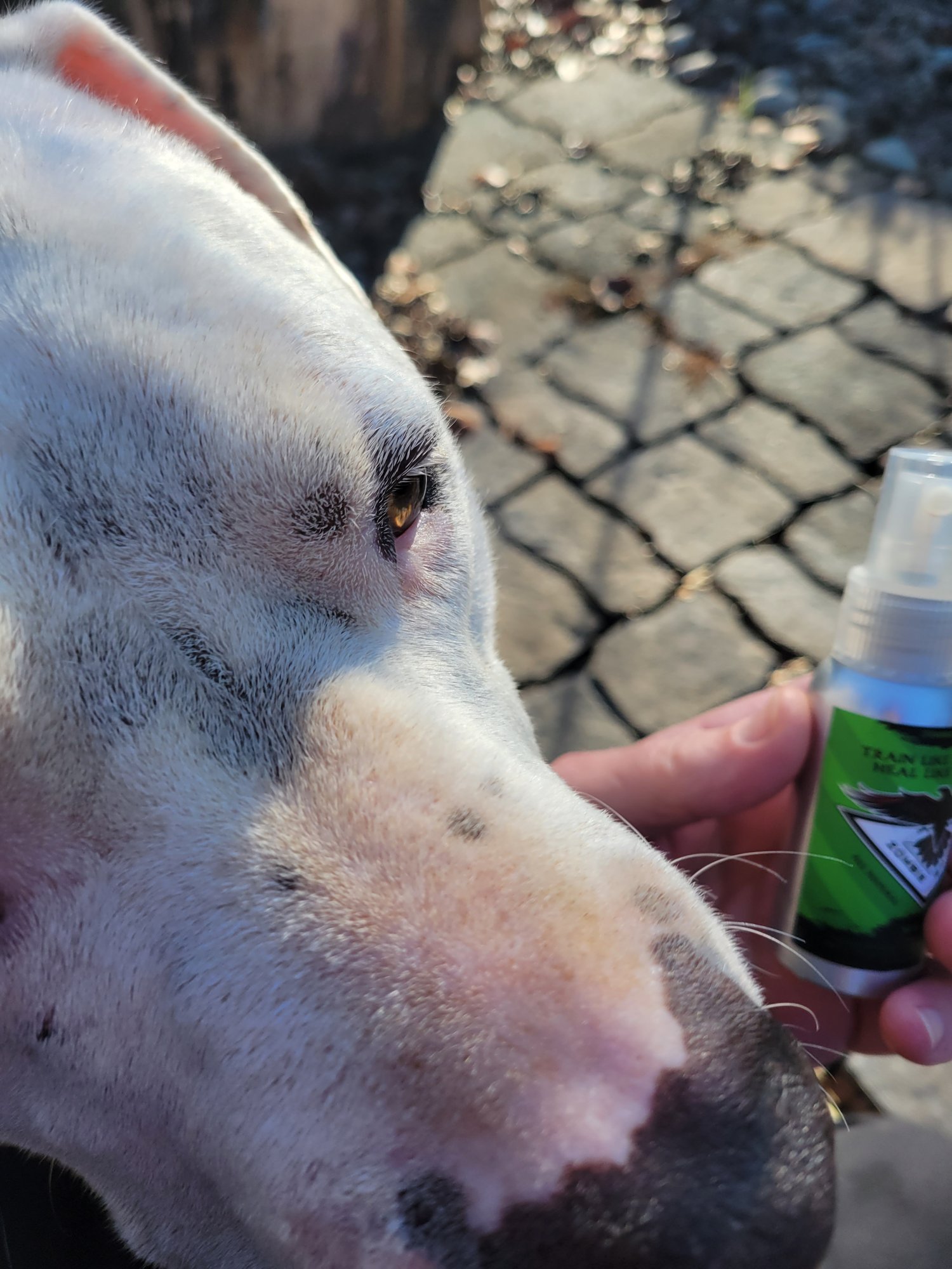 ANISPORT | Natural Pet Wound Healing spray – Zombie Sport Co