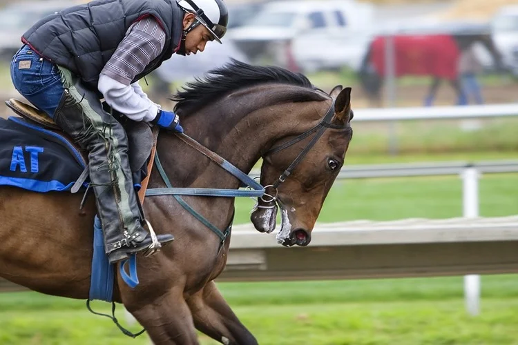 racehorse-419742_960_720.jpg