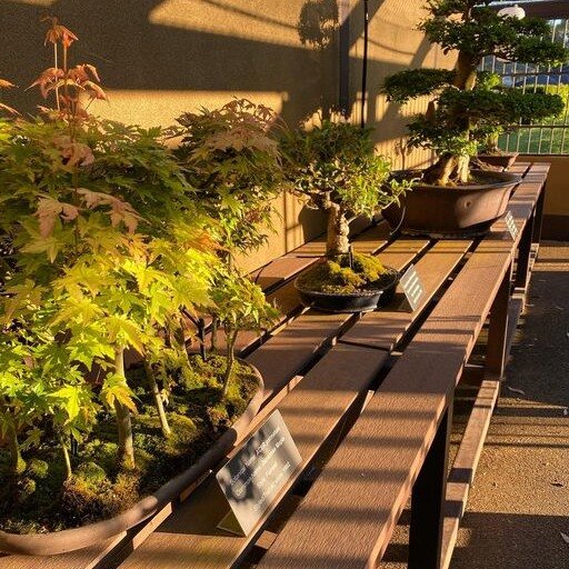 BONSAI🌲🪴

The largest Japanese garden in the Southern Hemisphere, the Cowra Japanese Garden and Cultural Centre is a peaceful space to indulge the senses, unwind and enjoy natural beauty all year round. 
 
Housed within the Garden is the beautiful 